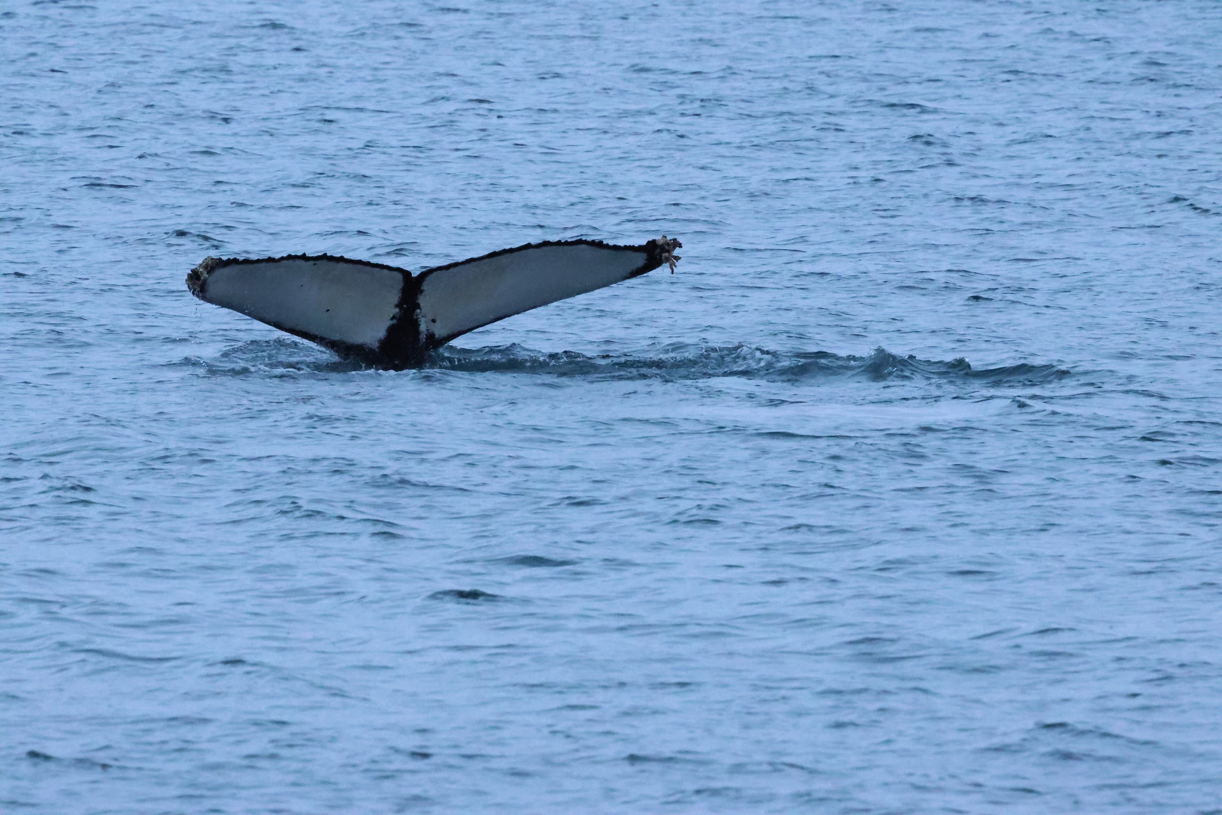 2026_01_08_1100_KON_GISELA (74).JPG