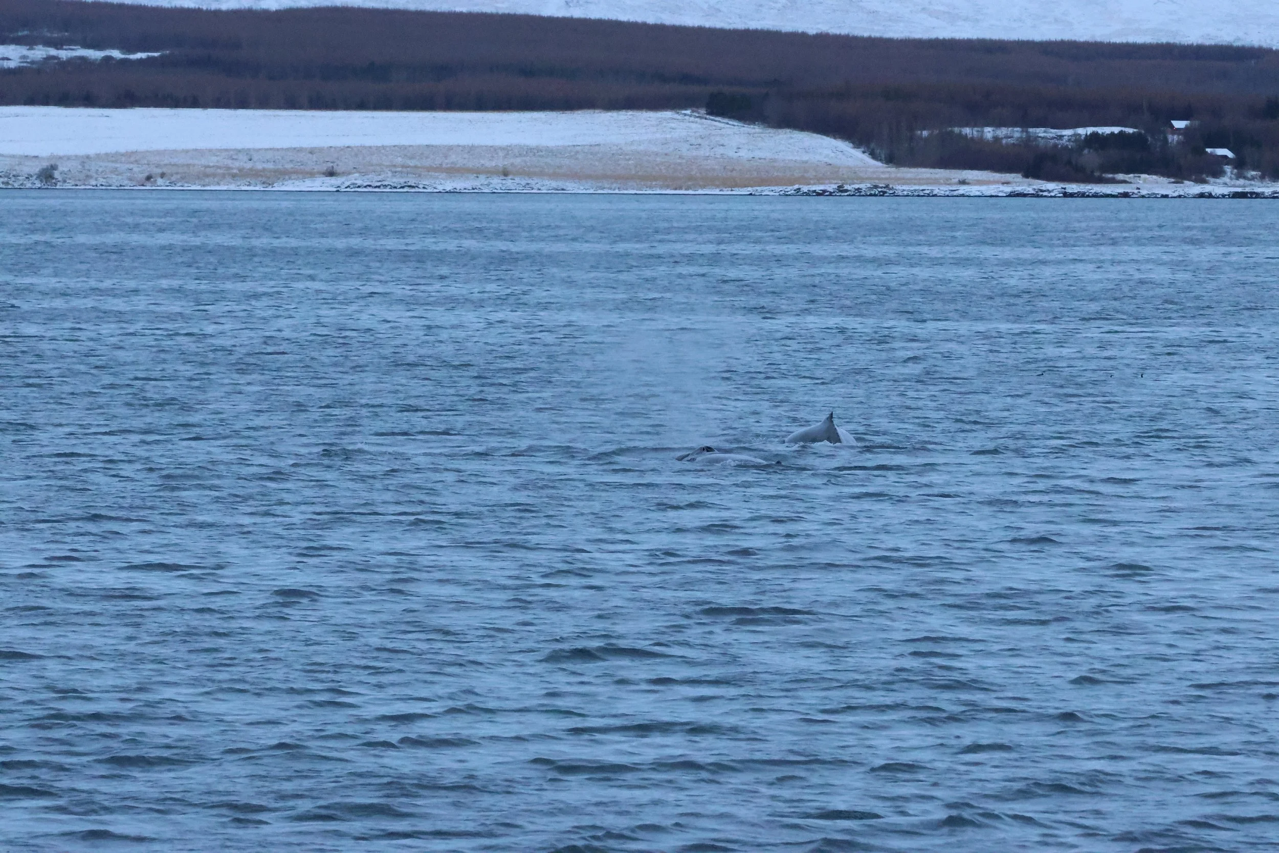 2026_01_08_1100_KON_GISELA (95).JPG