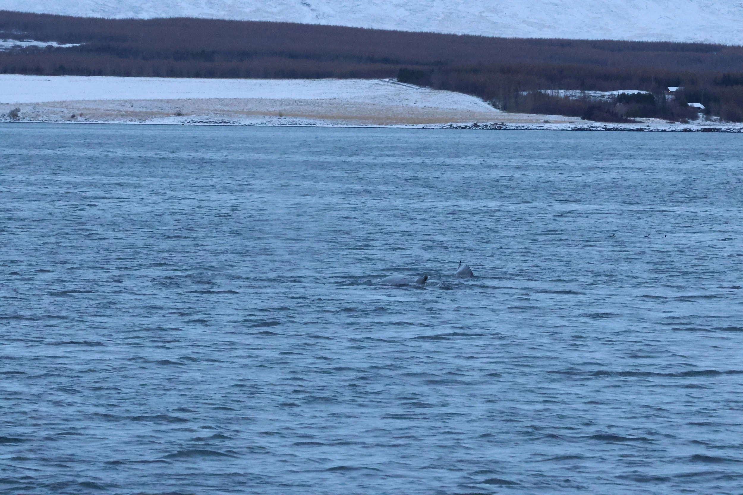 2026_01_08_1100_KON_GISELA (96).JPG