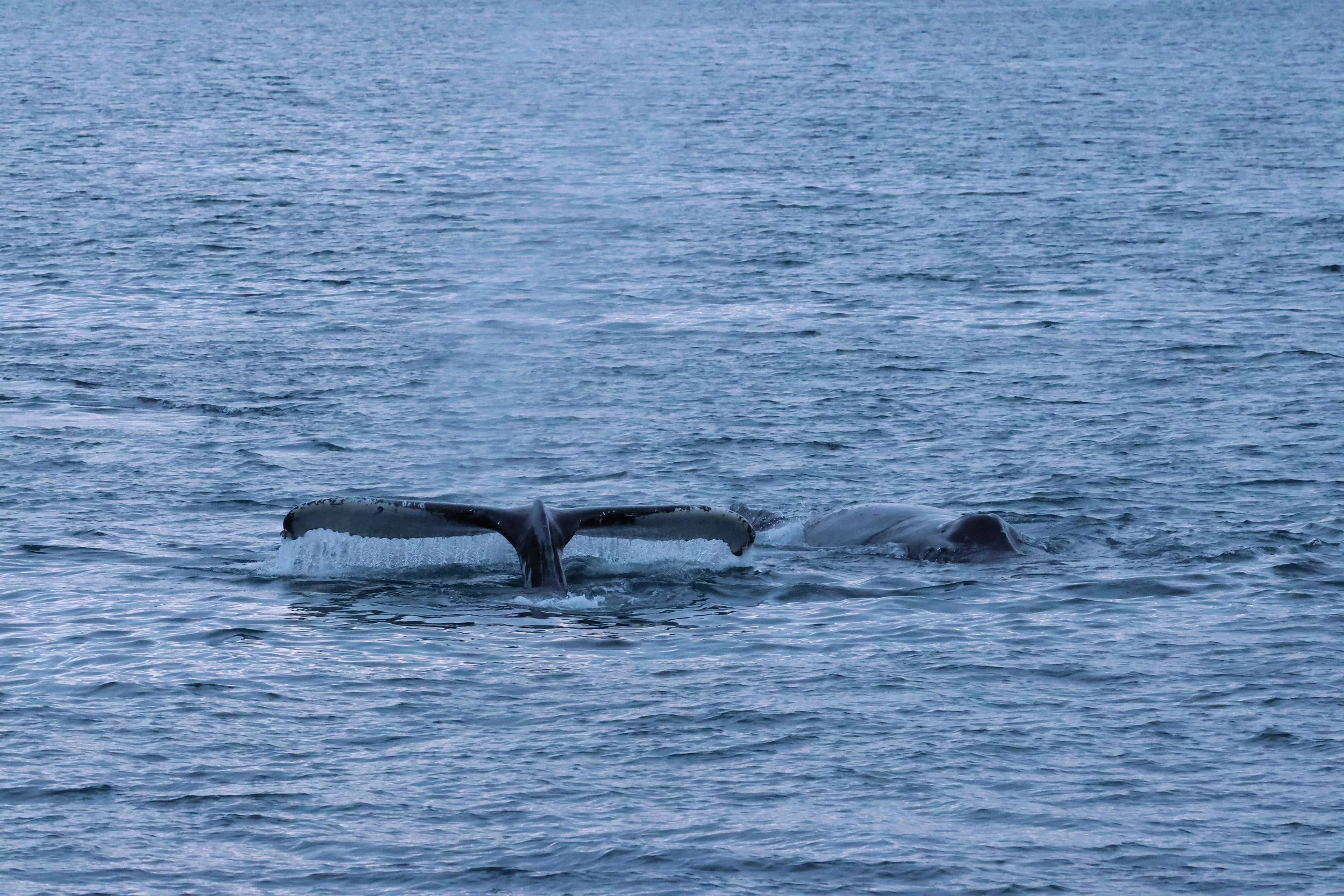 2026_01_08_1100_KON_GISELA (85).JPG