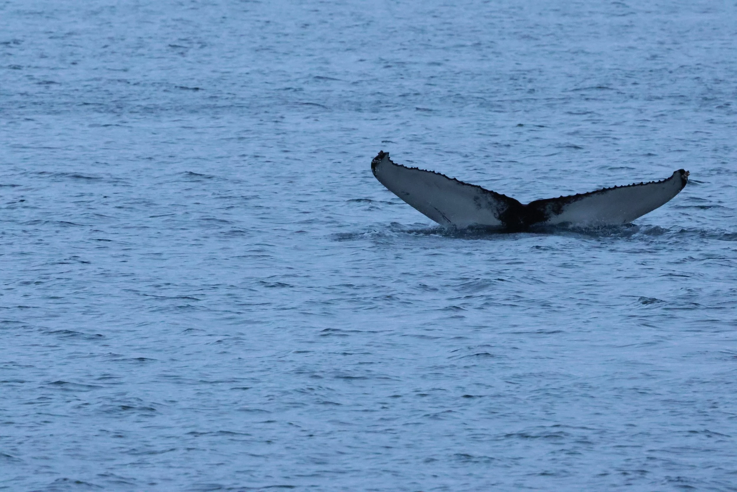 2026_01_08_1100_KON_GISELA (78).JPG