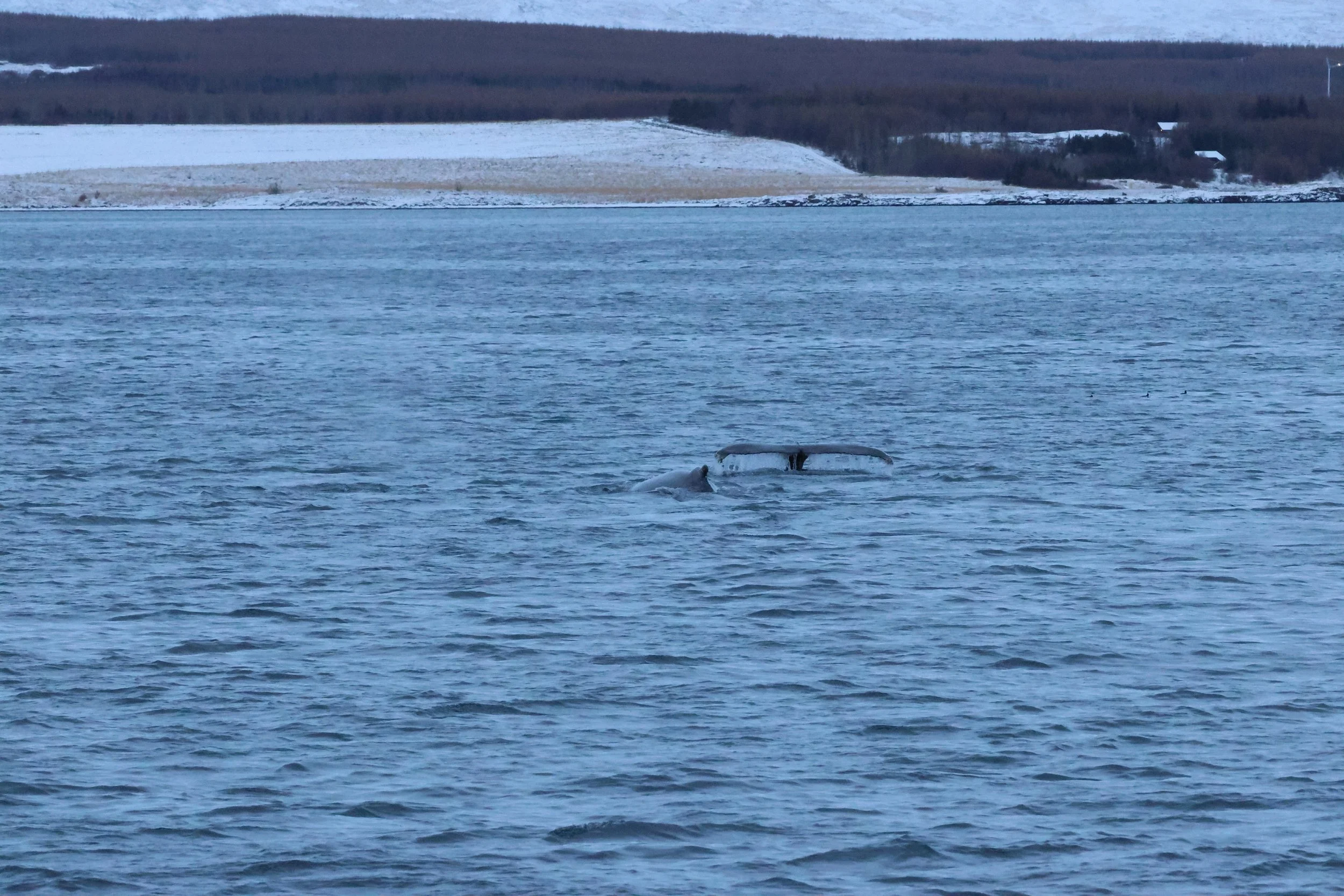 2026_01_08_1100_KON_GISELA (97).JPG