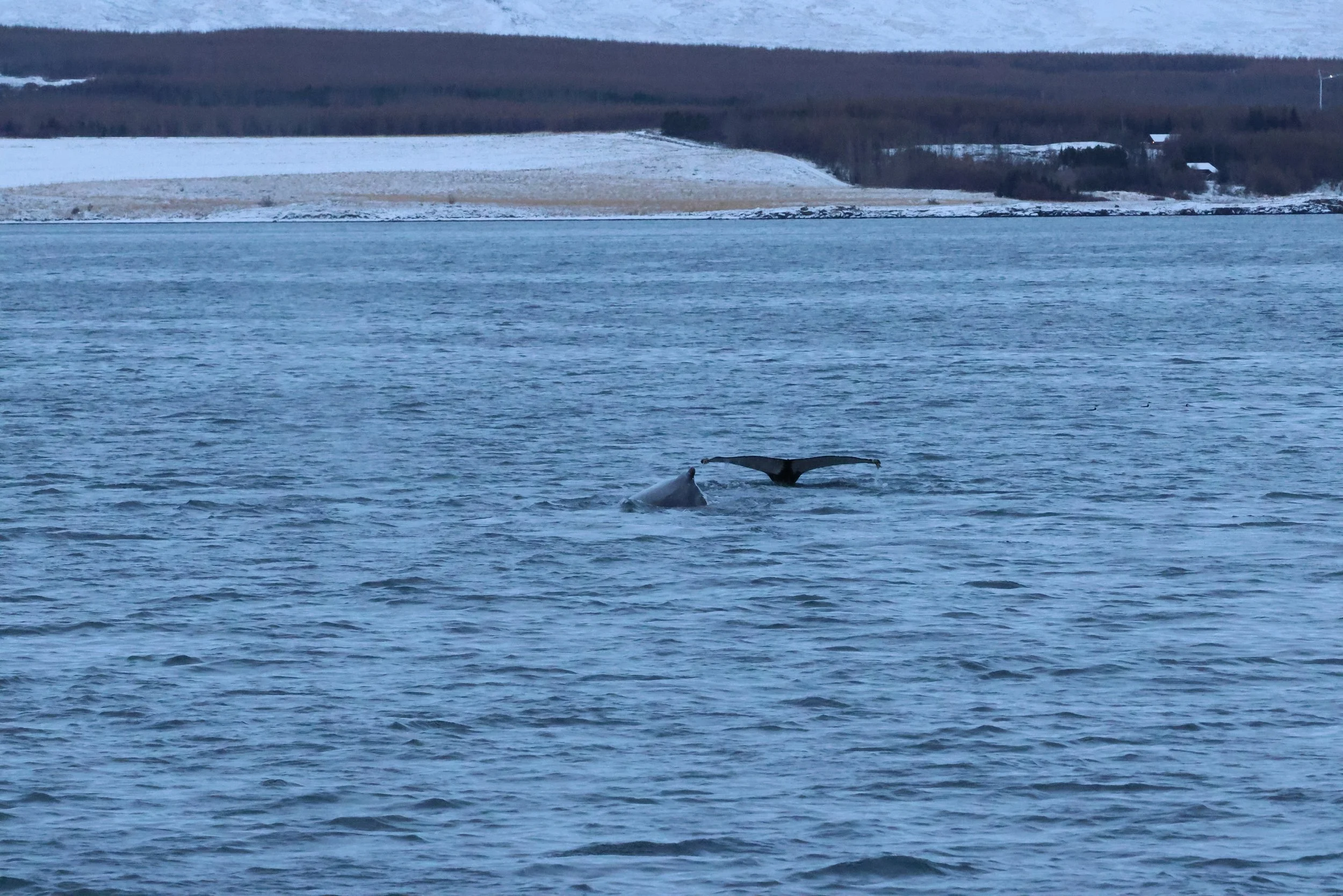 2026_01_08_1100_KON_GISELA (98).JPG