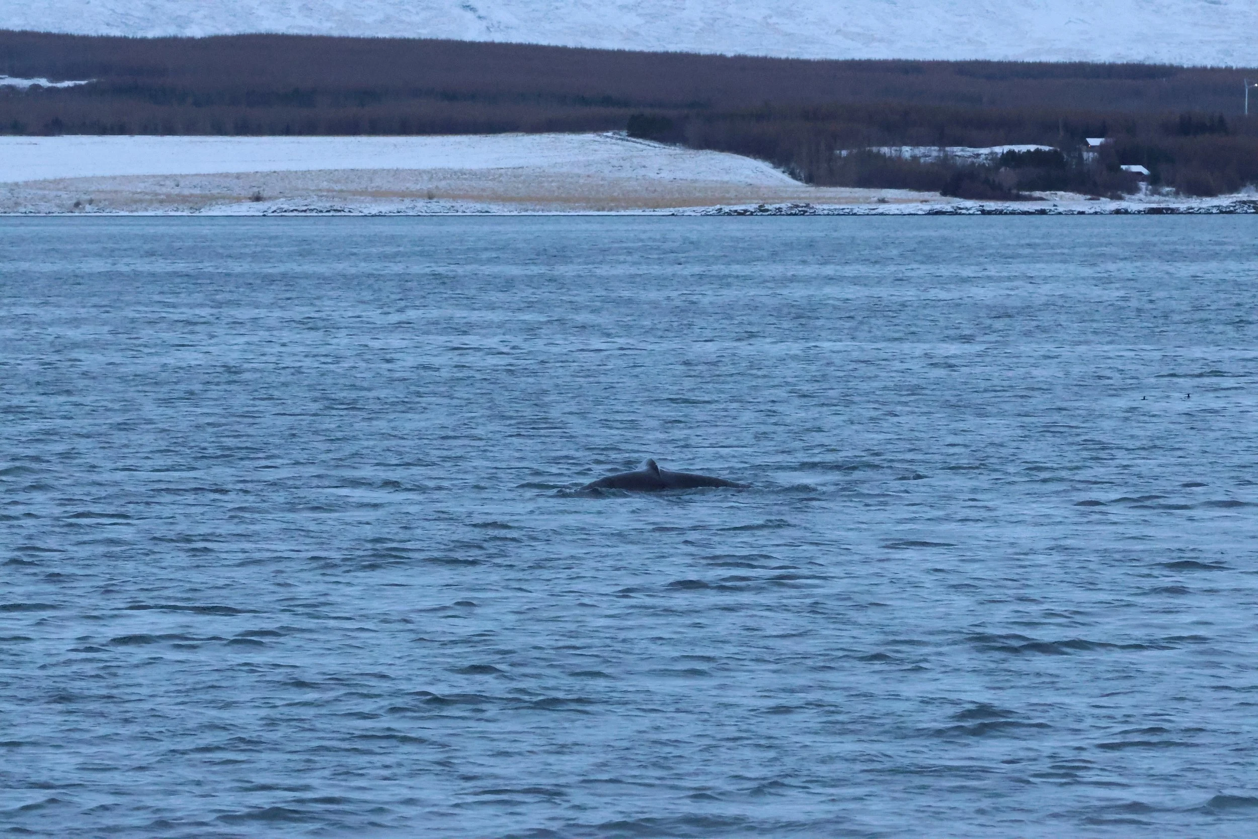 2026_01_08_1100_KON_GISELA (100).JPG