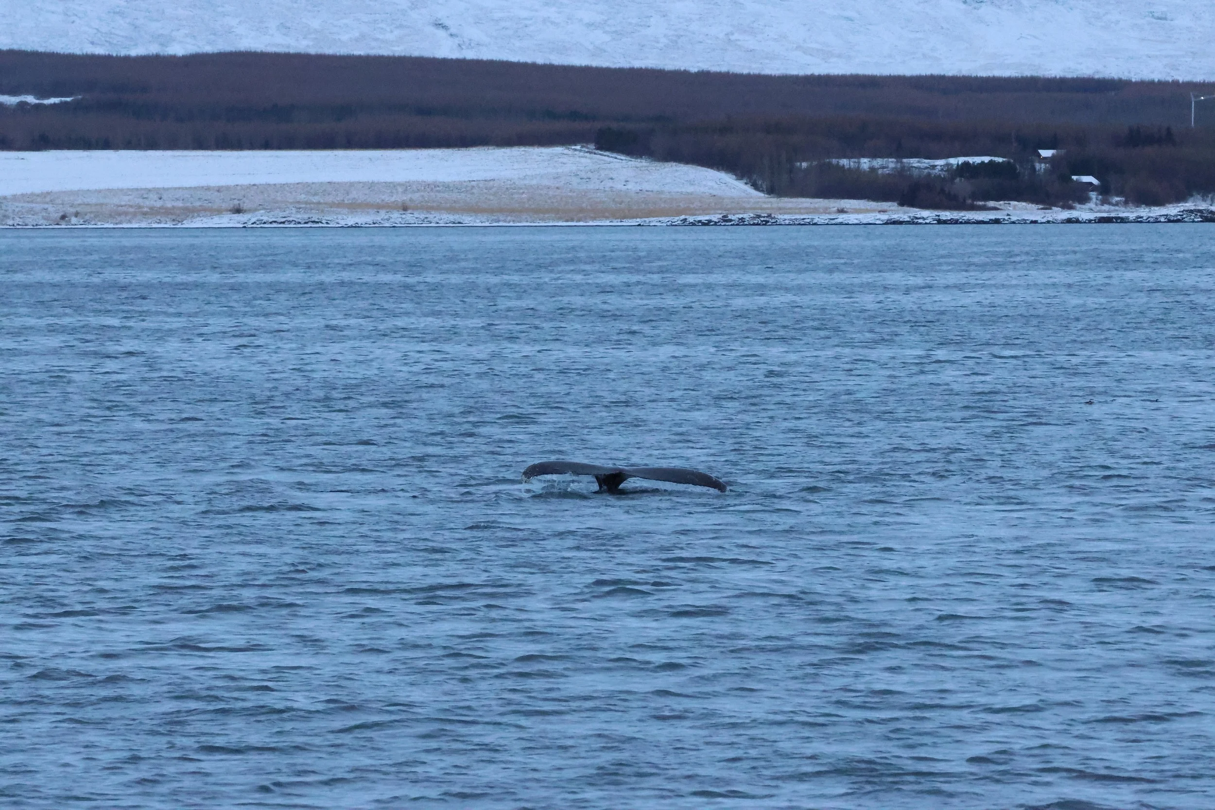 2026_01_08_1100_KON_GISELA (101).JPG