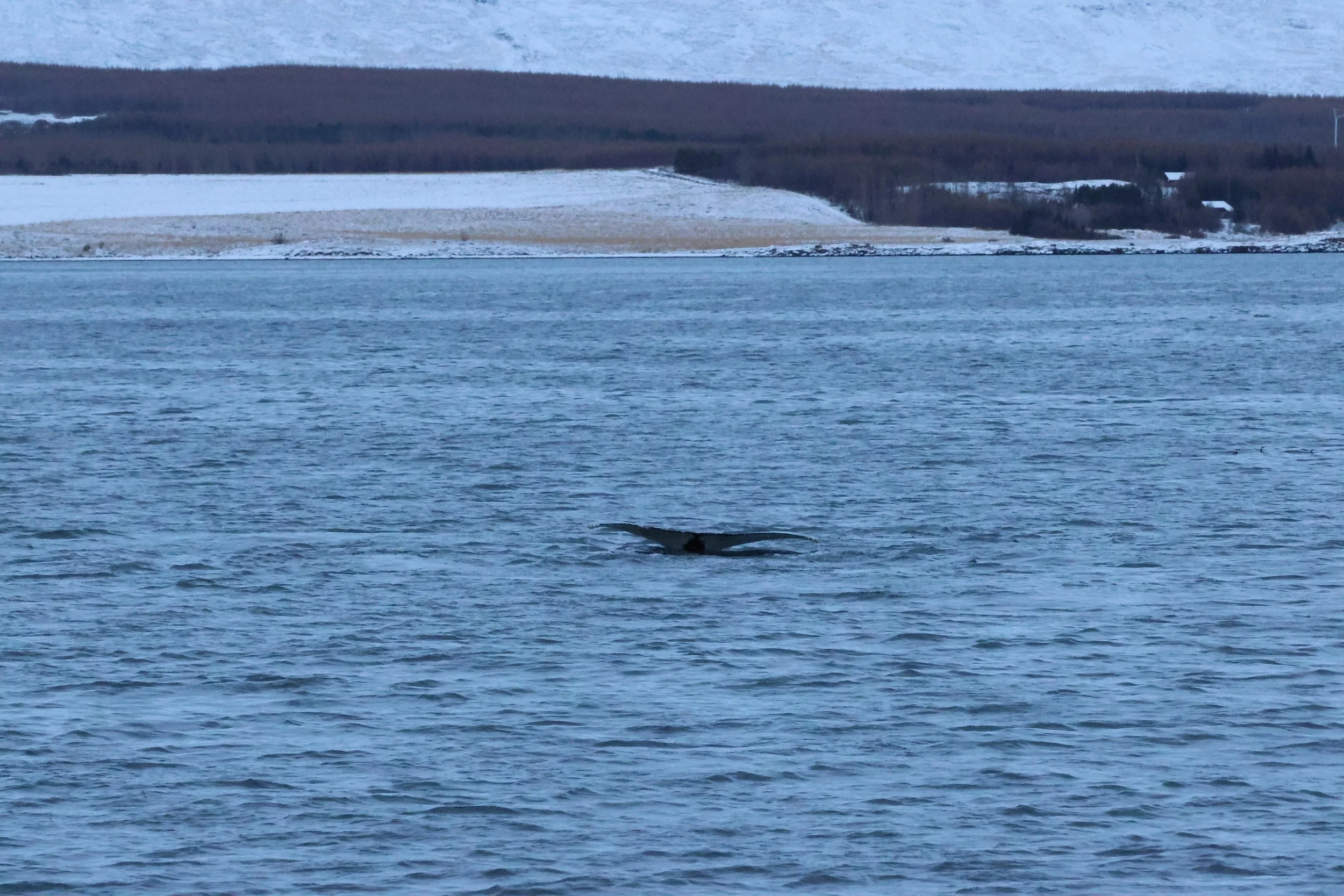 2026_01_08_1100_KON_GISELA (102).JPG