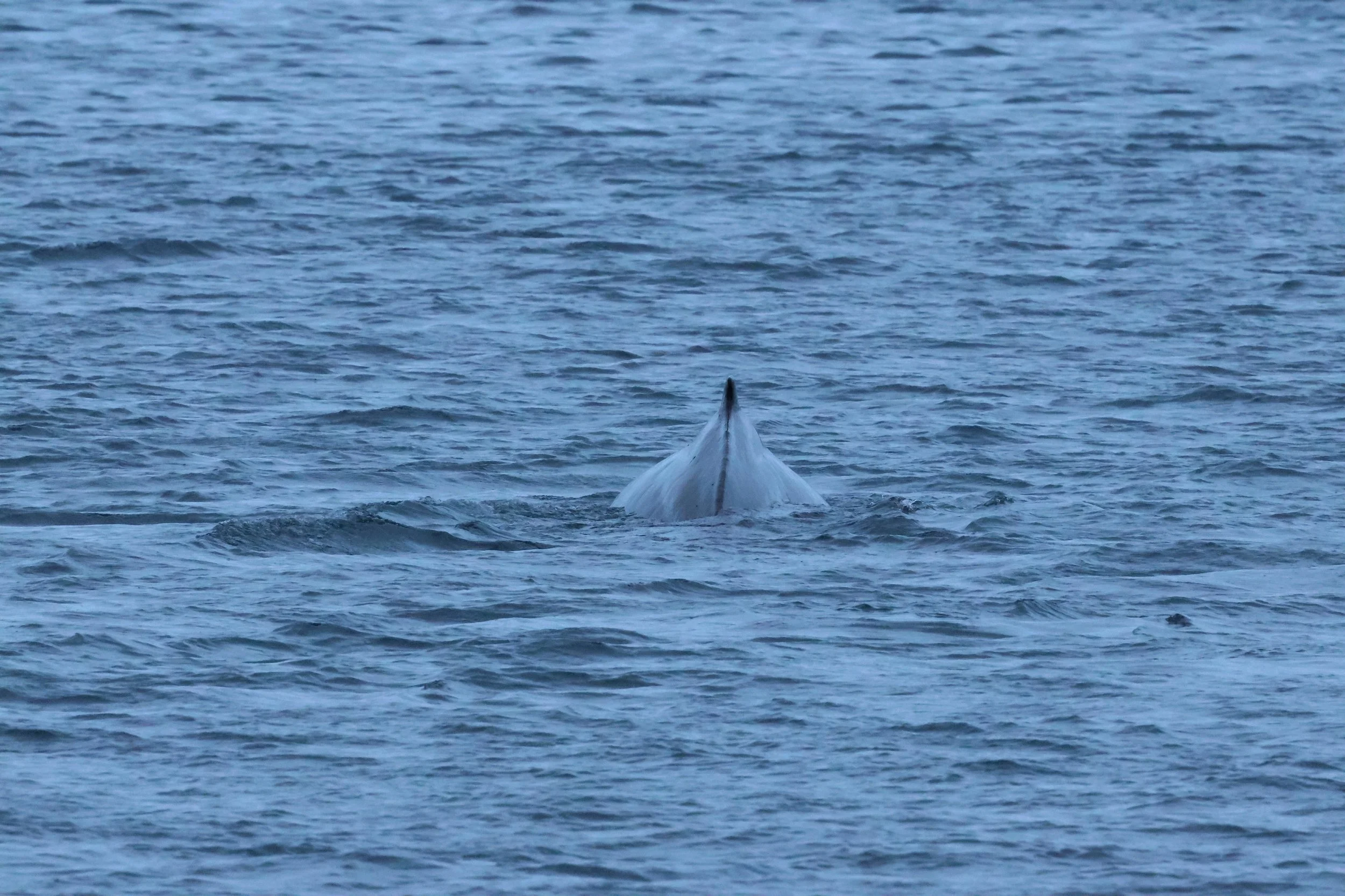 2026_01_08_1100_KON_GISELA (104).JPG