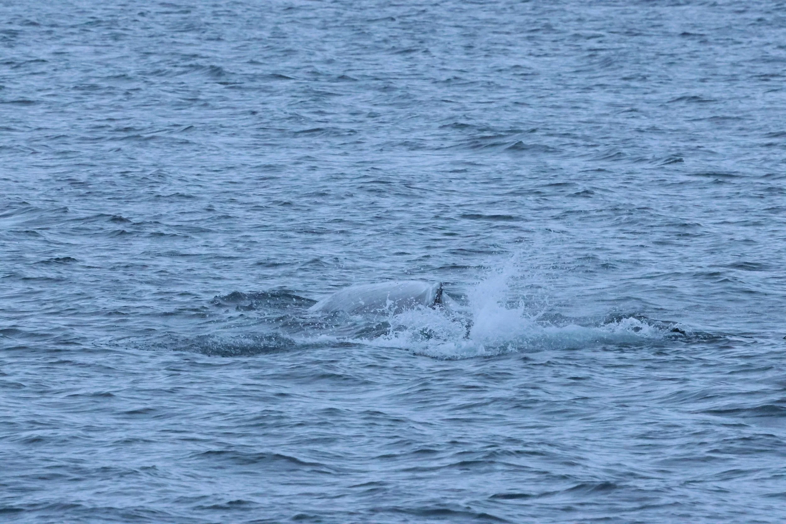 2026_01_08_1100_KON_GISELA (105).JPG