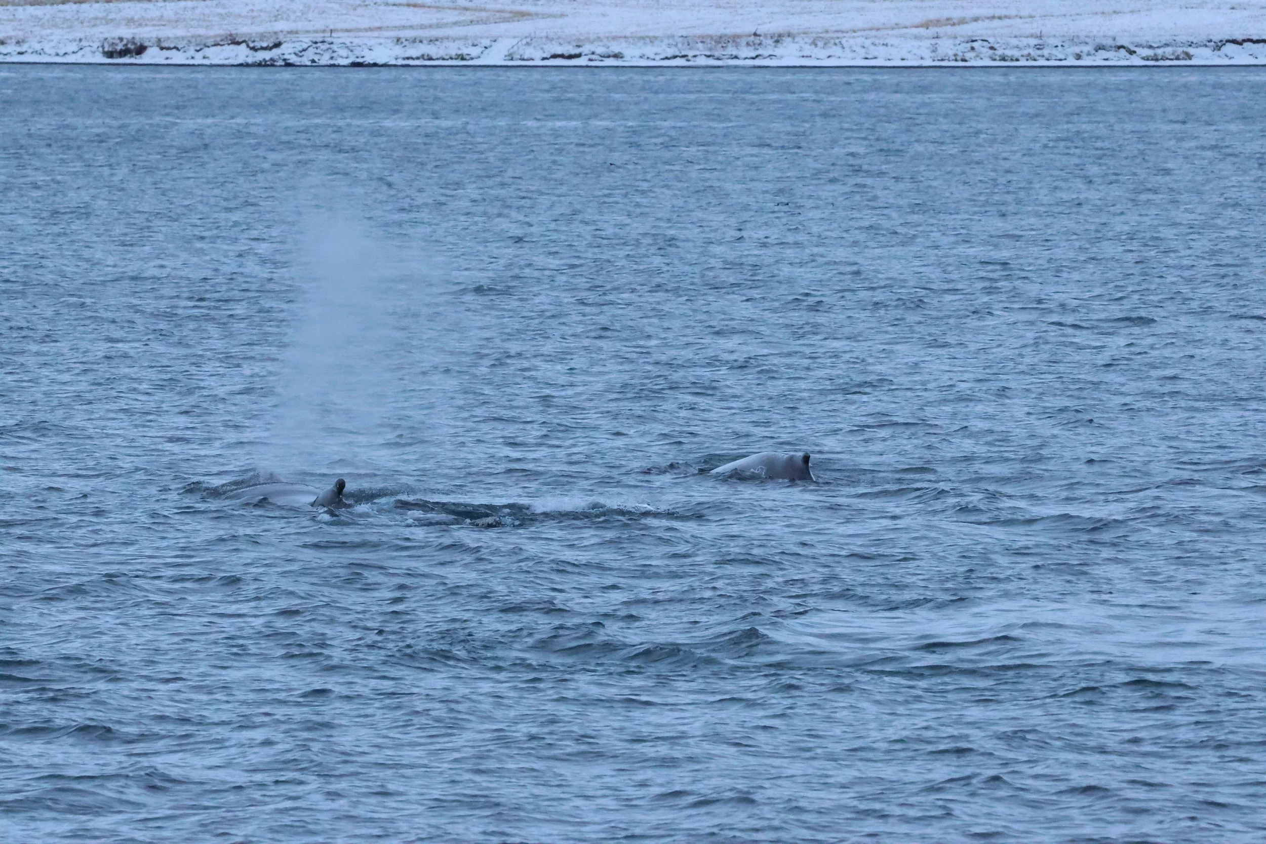 2026_01_08_1100_KON_GISELA (106).JPG