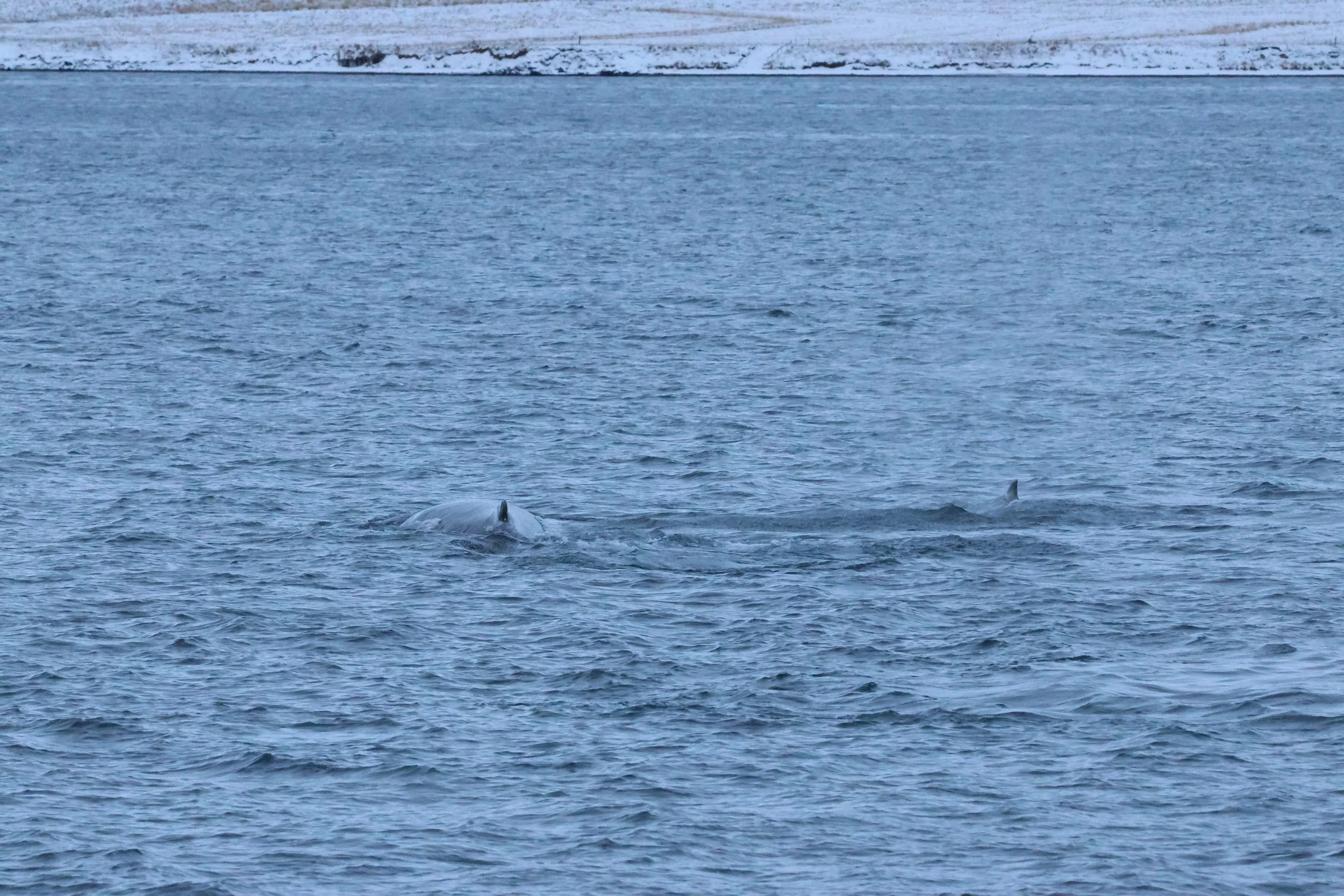 2026_01_08_1100_KON_GISELA (107).JPG