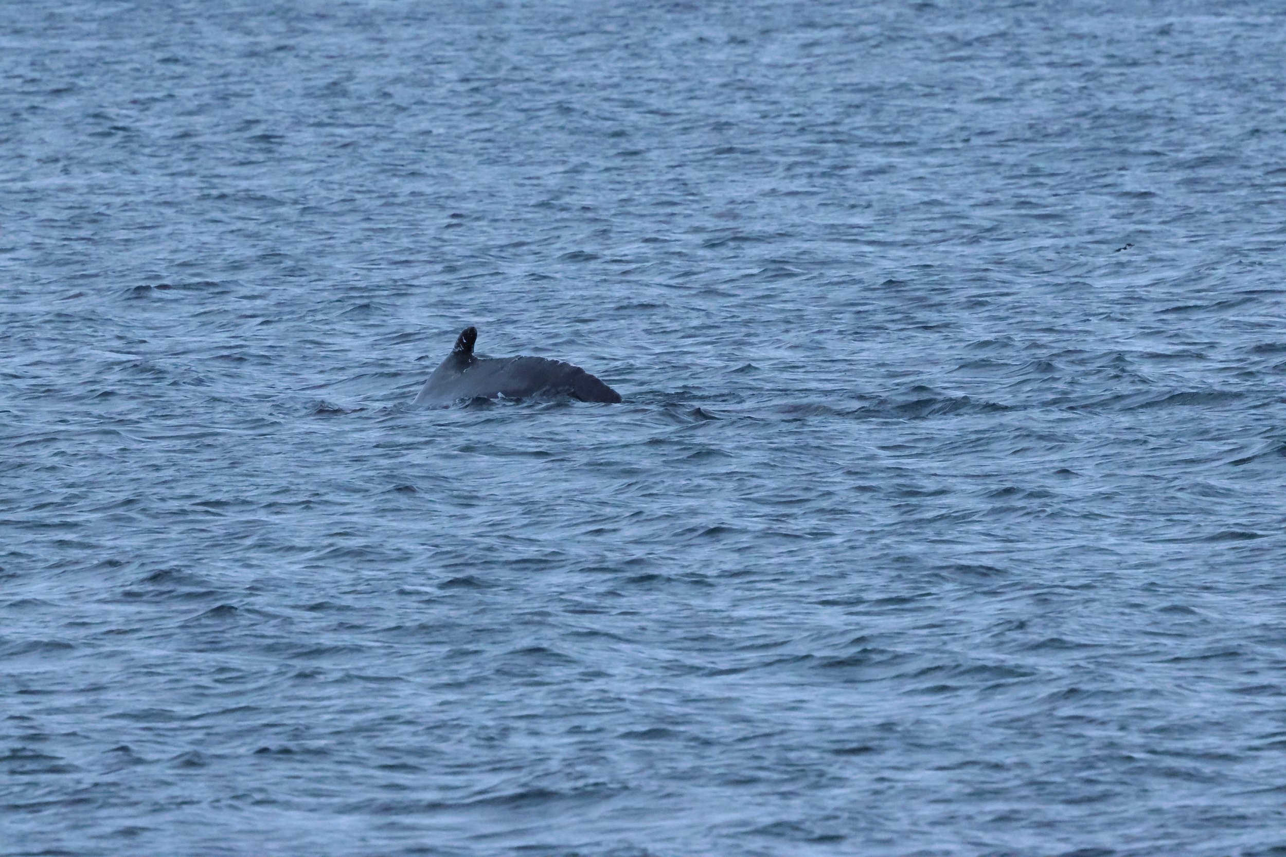 2026_01_08_1100_KON_GISELA (108).JPG