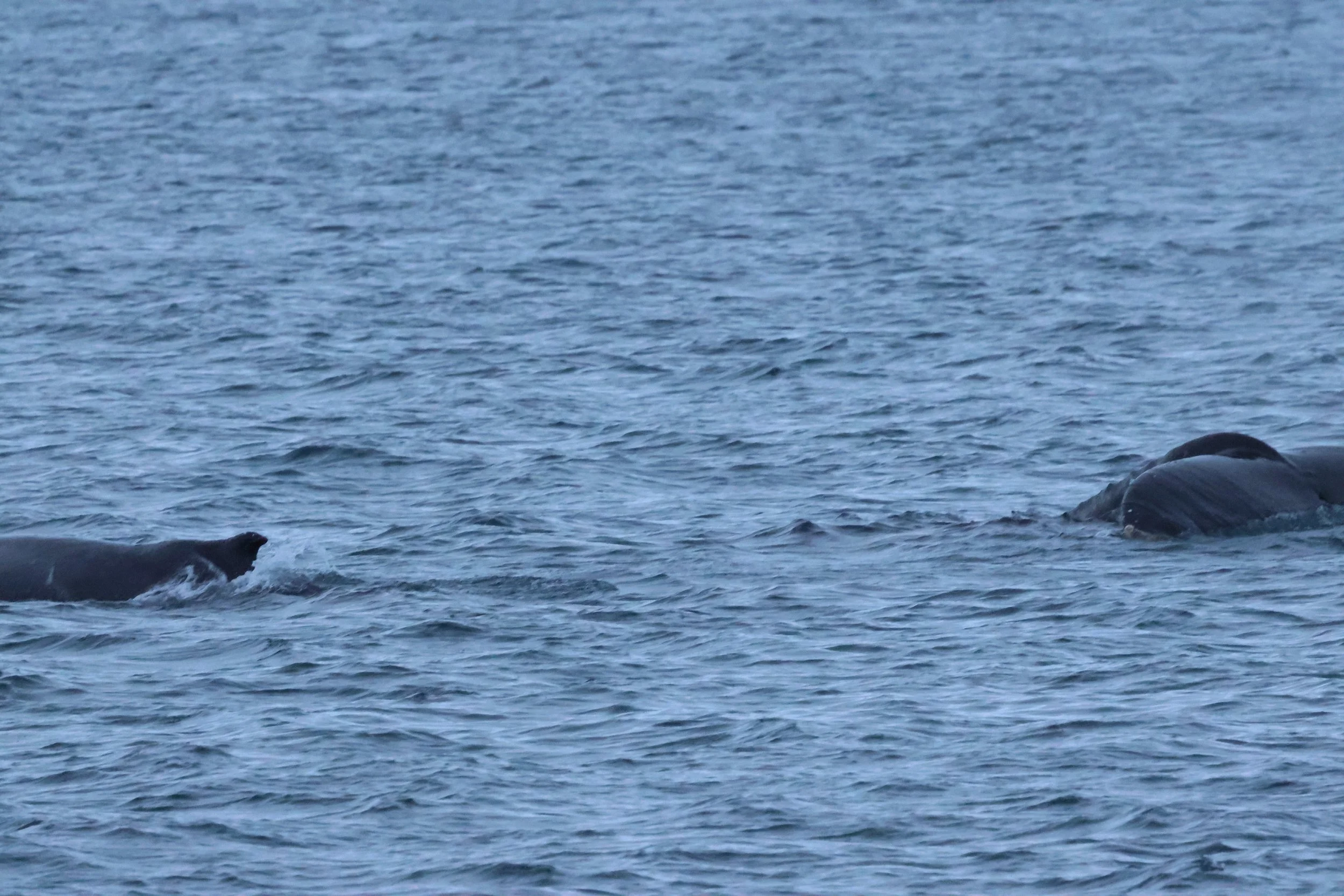 2026_01_08_1100_KON_GISELA (110).JPG