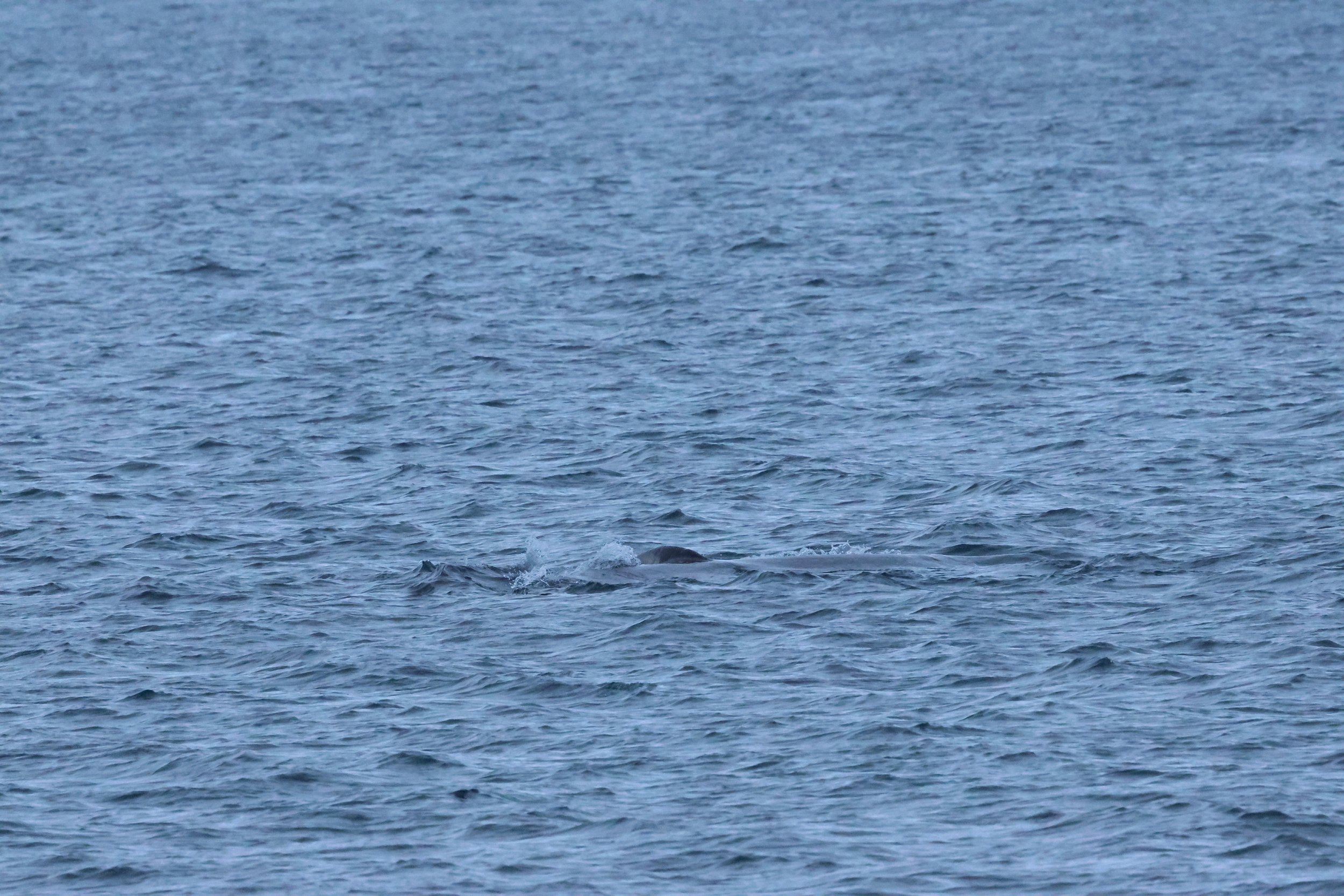 2026_01_08_1100_KON_GISELA (109).JPG