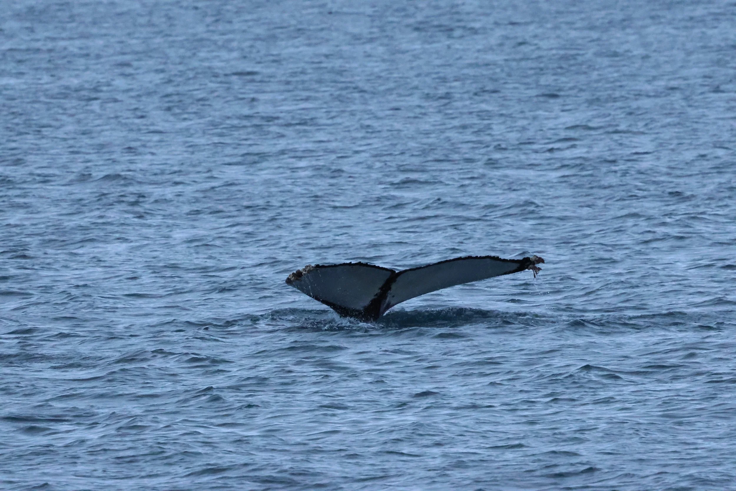 2026_01_08_1100_KON_GISELA (111).JPG