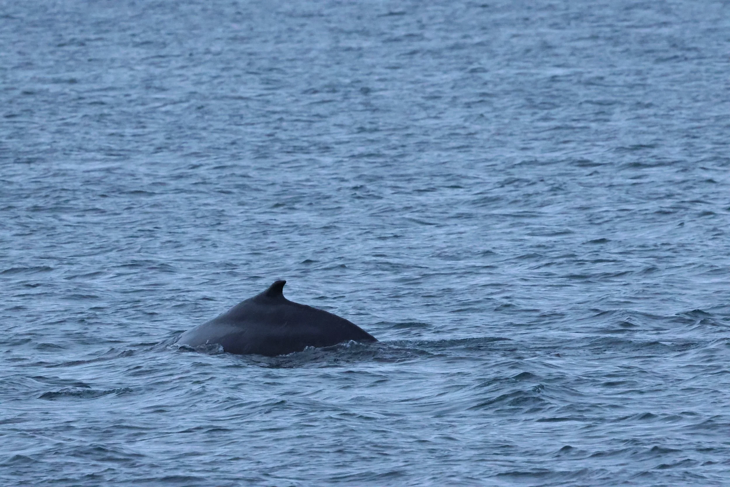 2026_01_08_1100_KON_GISELA (112).JPG