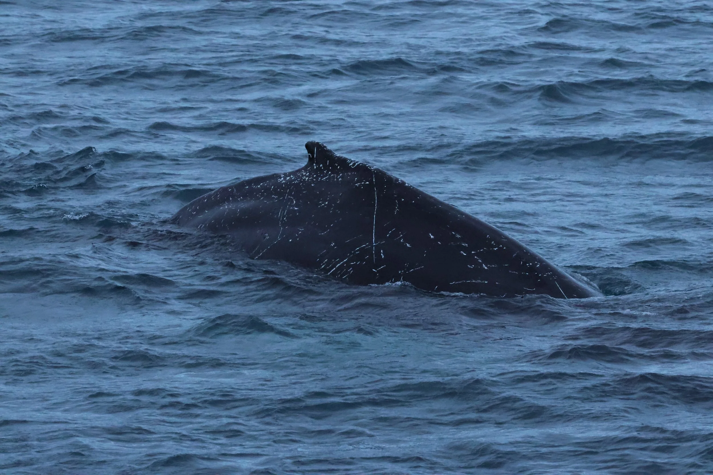 2026_01_08_1100_KON_GISELA (113).JPG