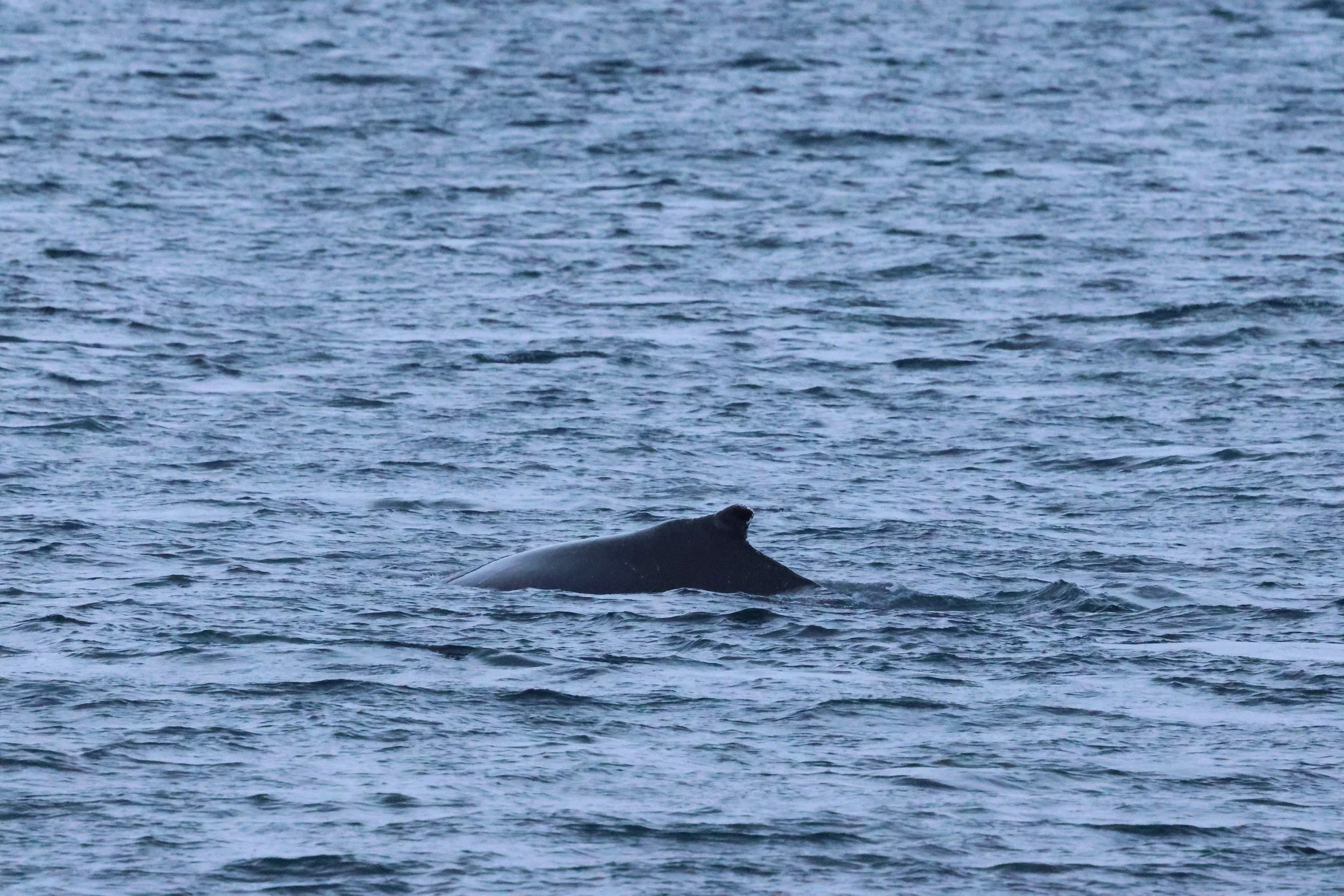 2026_01_08_1100_KON_GISELA (114).JPG