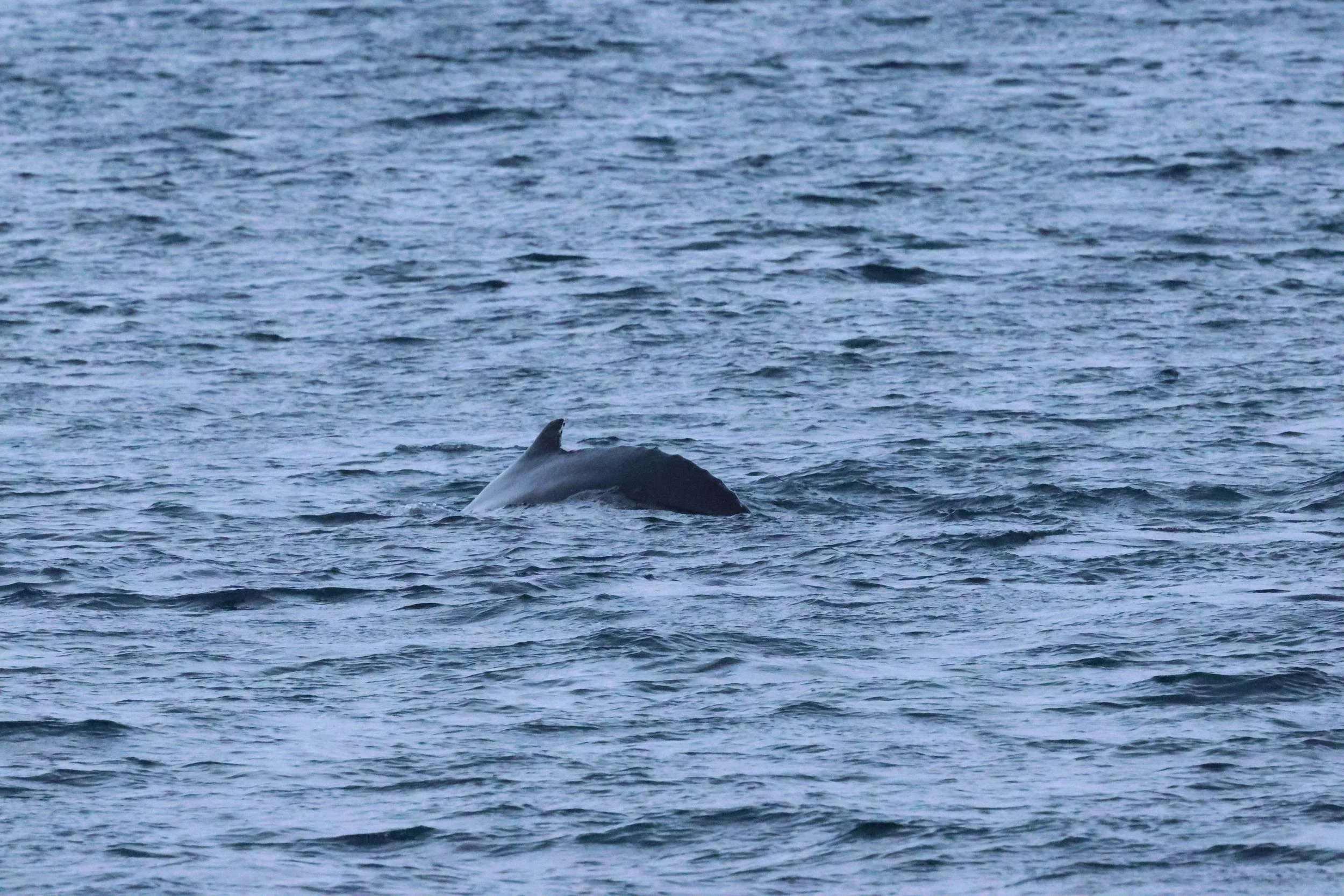 2026_01_08_1100_KON_GISELA (115).JPG