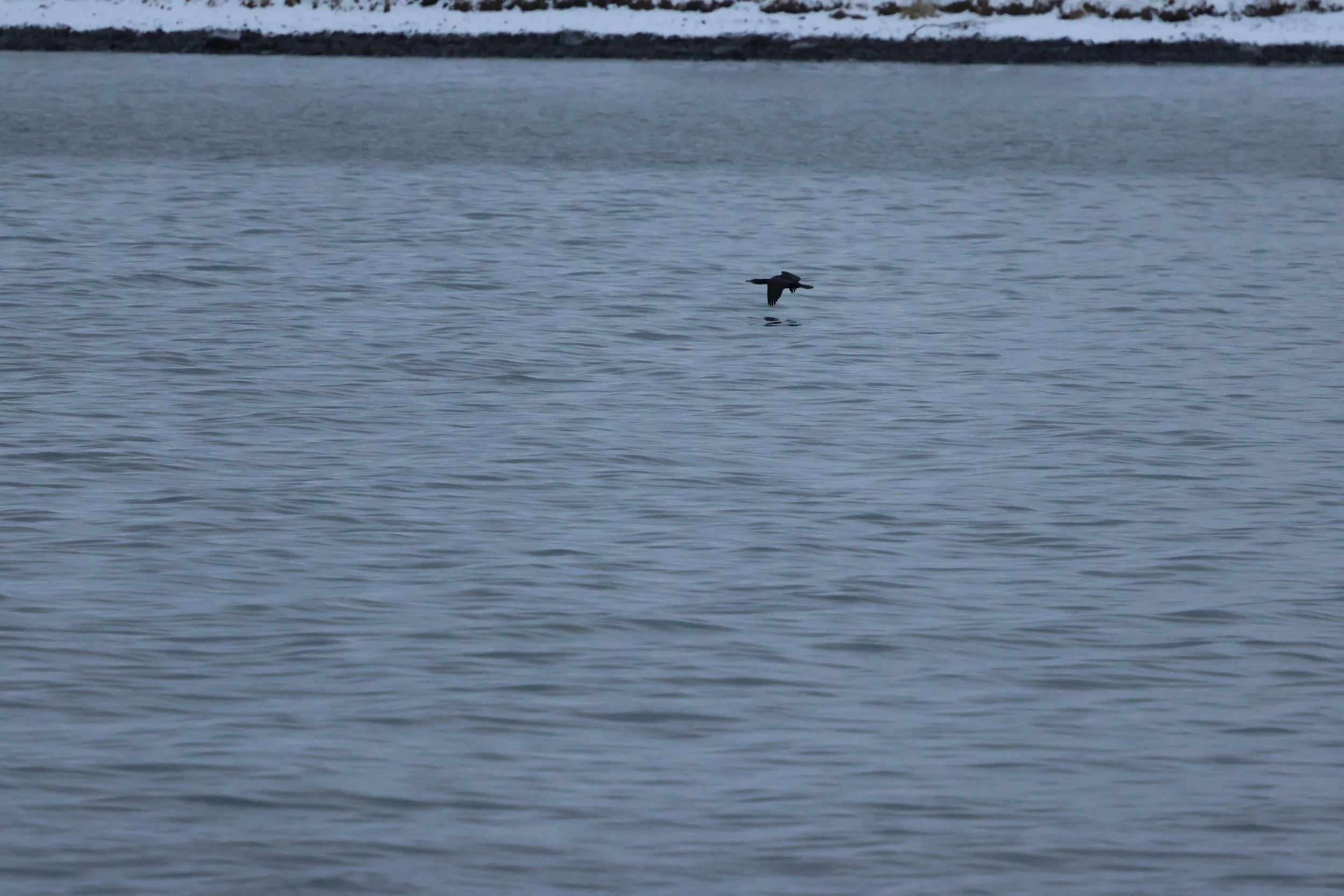 2026_01_08_1100_KON_GISELA (120).JPG