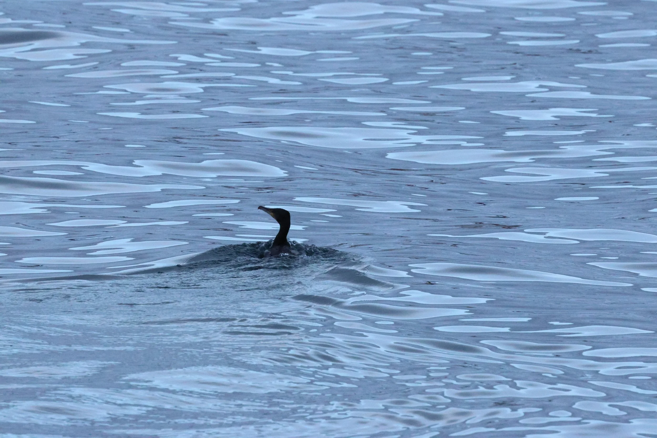 2026_01_08_1100_KON_GISELA (122).JPG