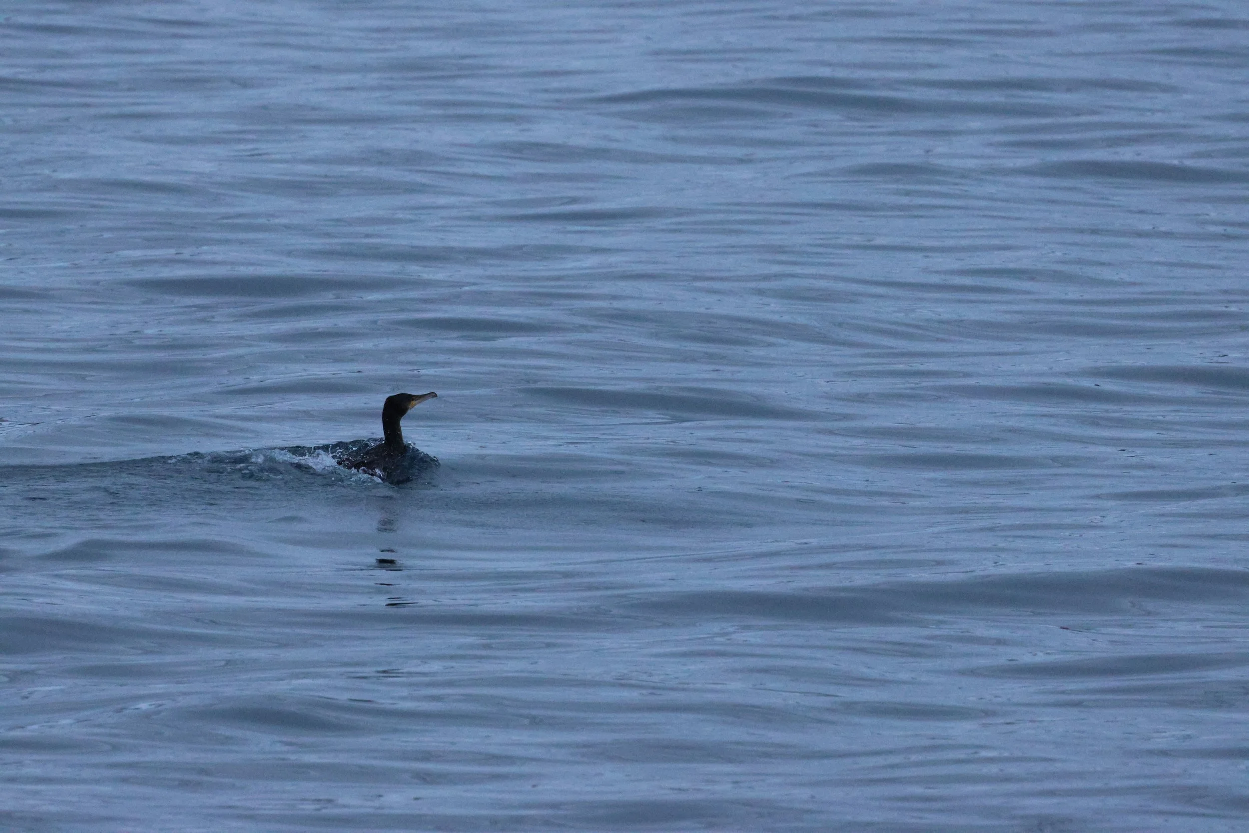 2026_01_08_1100_KON_GISELA (123).JPG