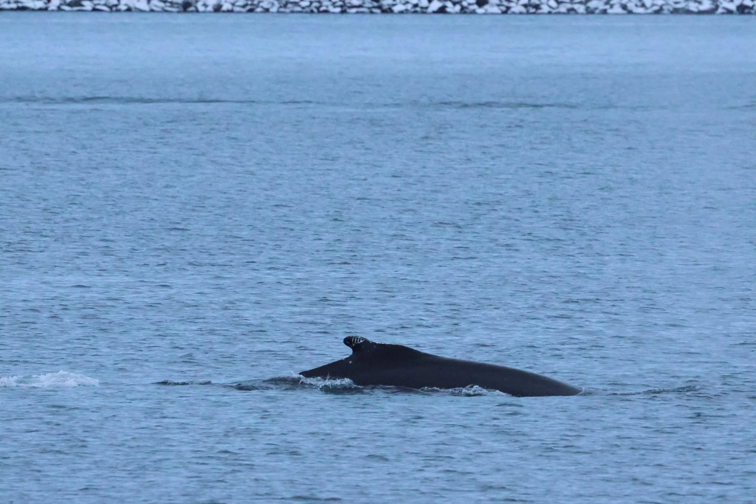 2026_01_08_1100_KON_GISELA (126).JPG