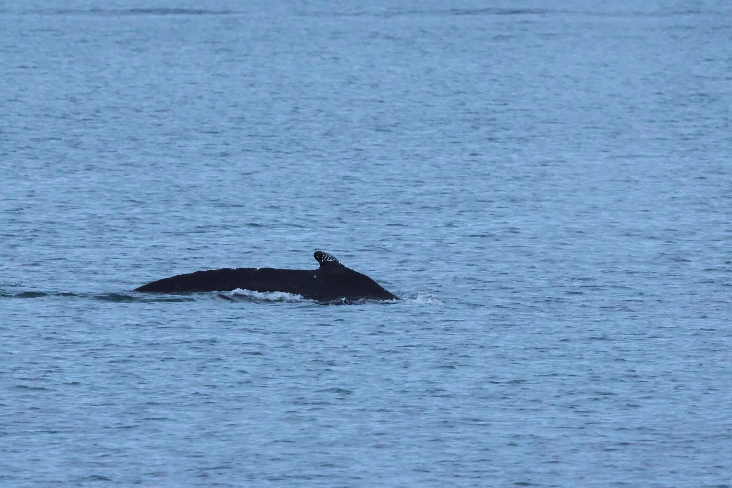 2026_01_08_1100_KON_GISELA (127).JPG