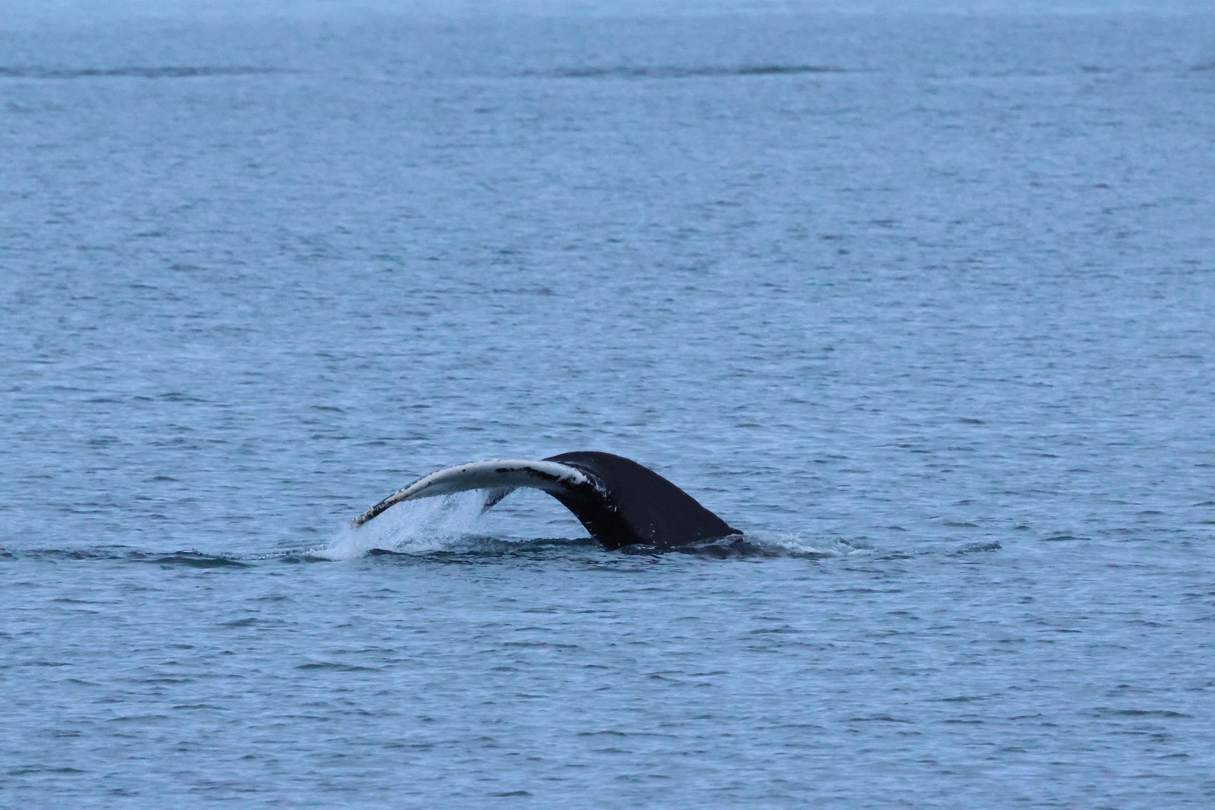 2026_01_08_1100_KON_GISELA (128).JPG