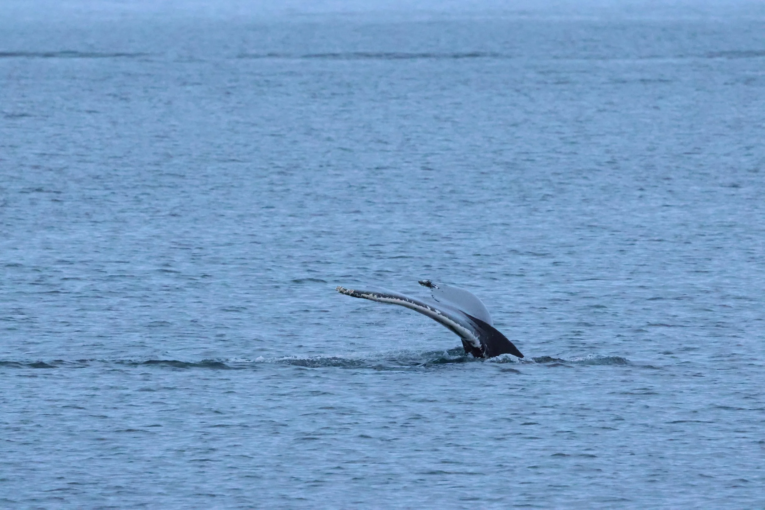 2026_01_08_1100_KON_GISELA (129).JPG