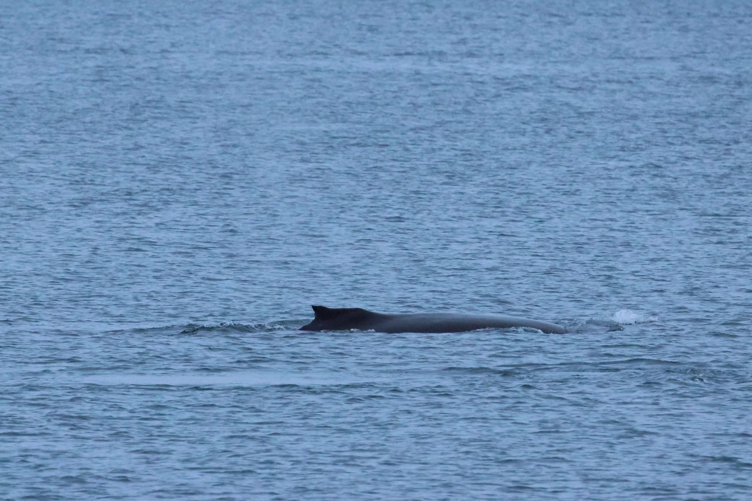 2026_01_08_1100_KON_GISELA (131).JPG