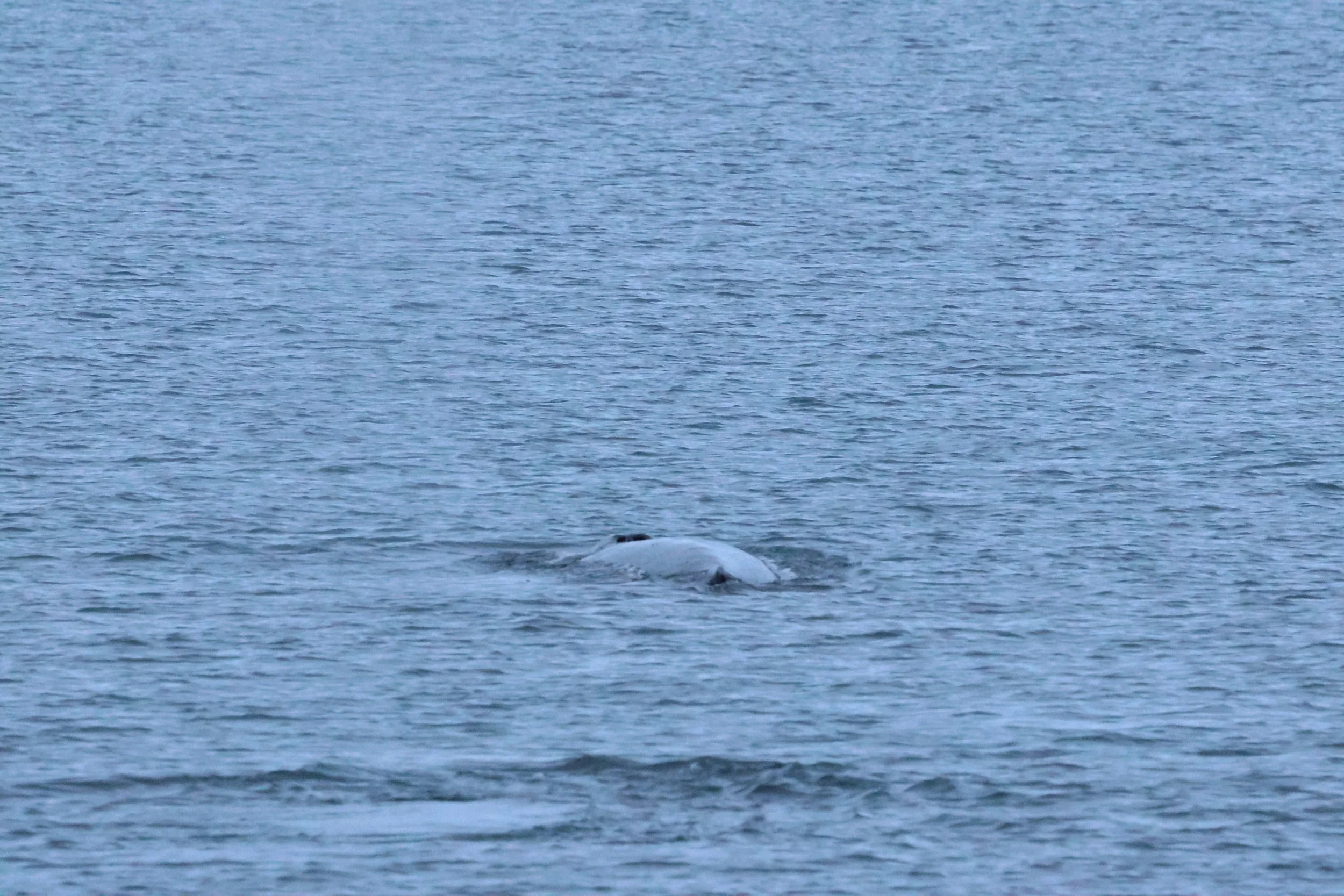 2026_01_08_1100_KON_GISELA (132).JPG