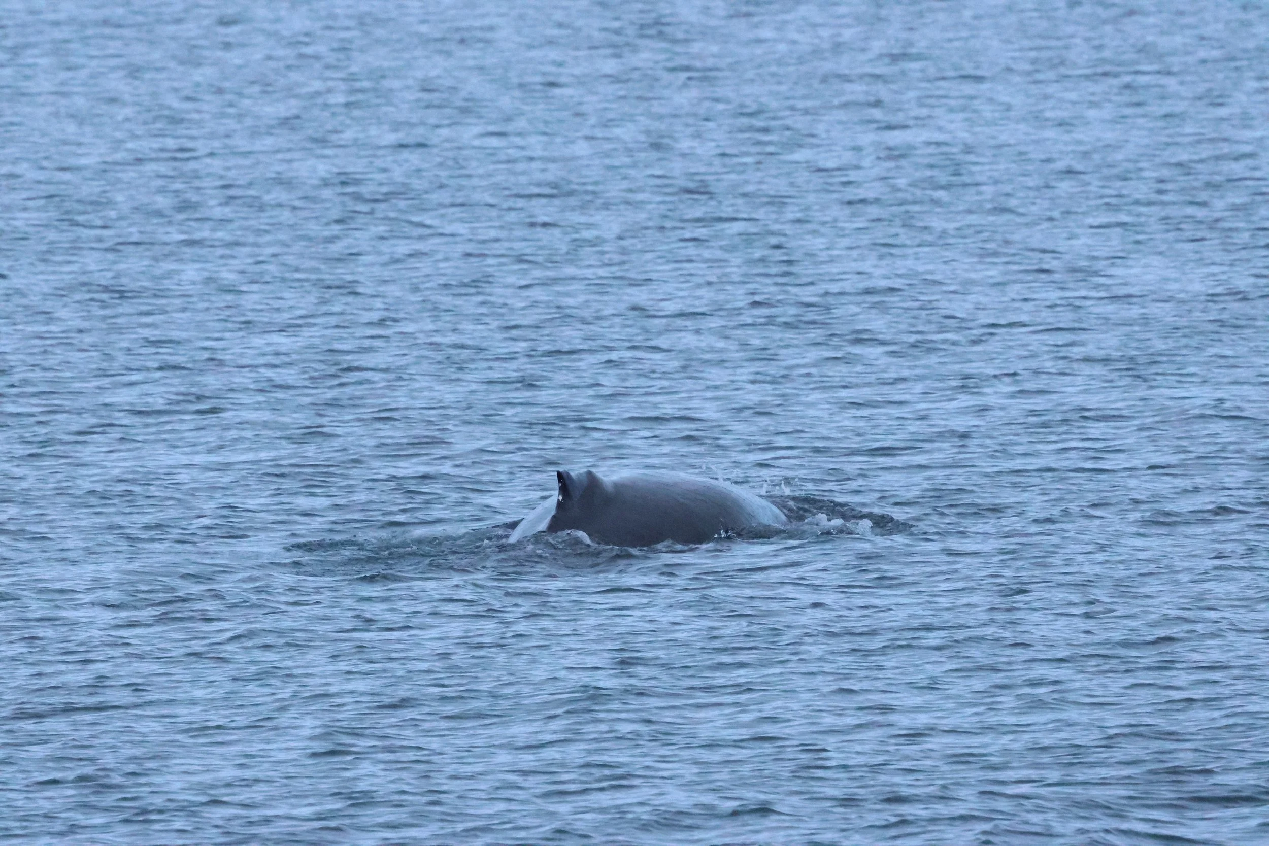 2026_01_08_1100_KON_GISELA (135).JPG