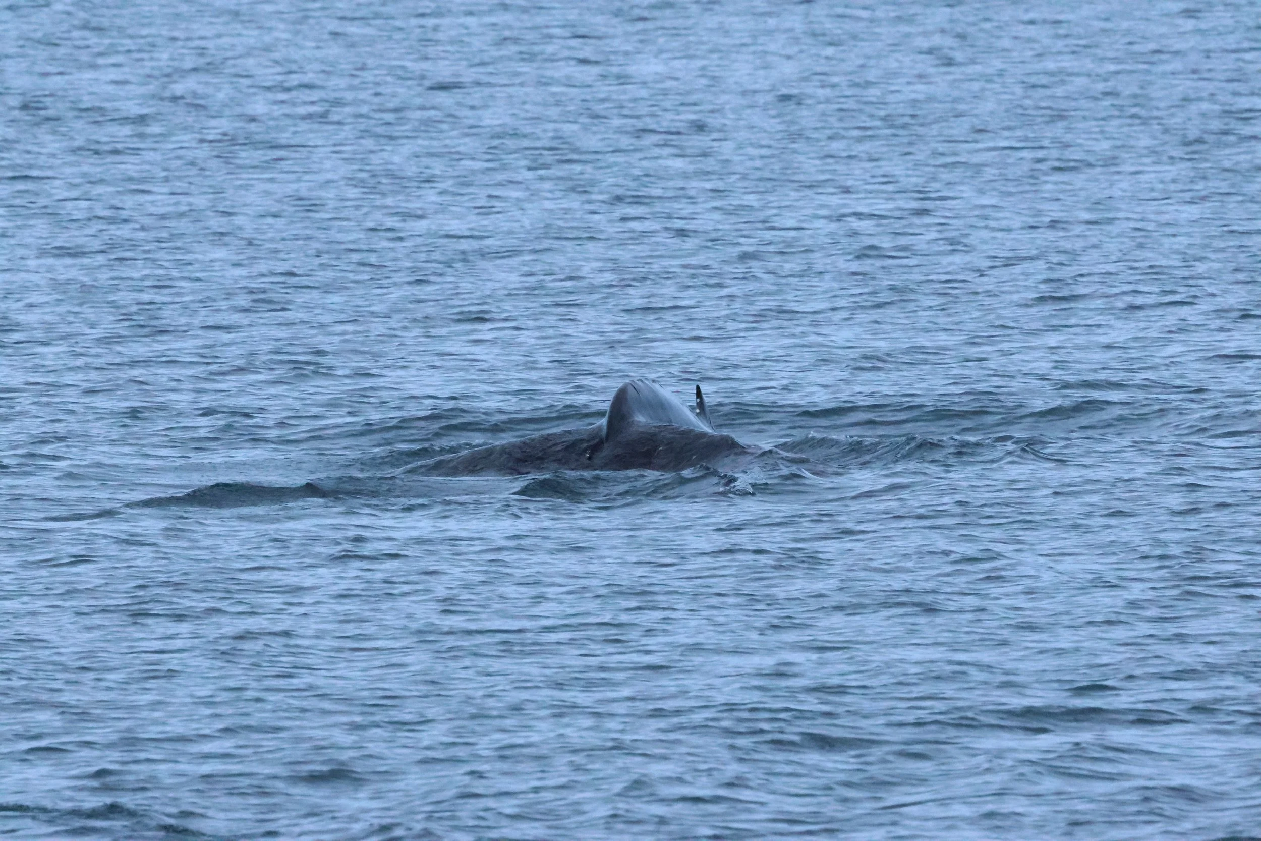 2026_01_08_1100_KON_GISELA (136).JPG