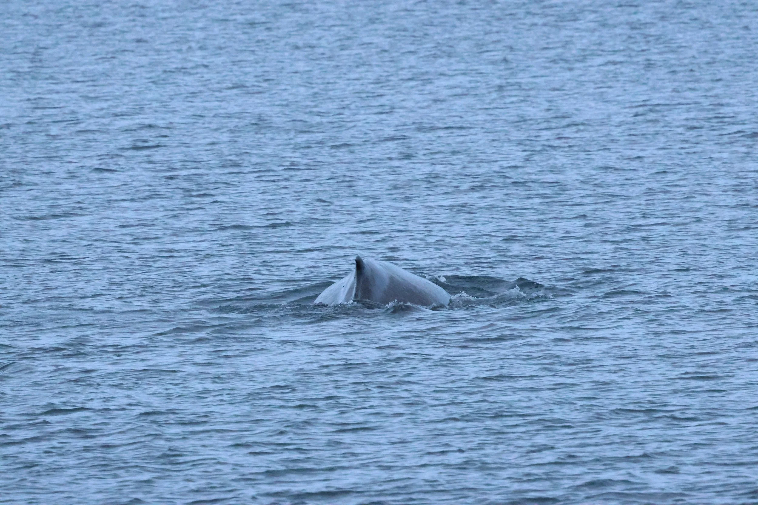 2026_01_08_1100_KON_GISELA (138).JPG