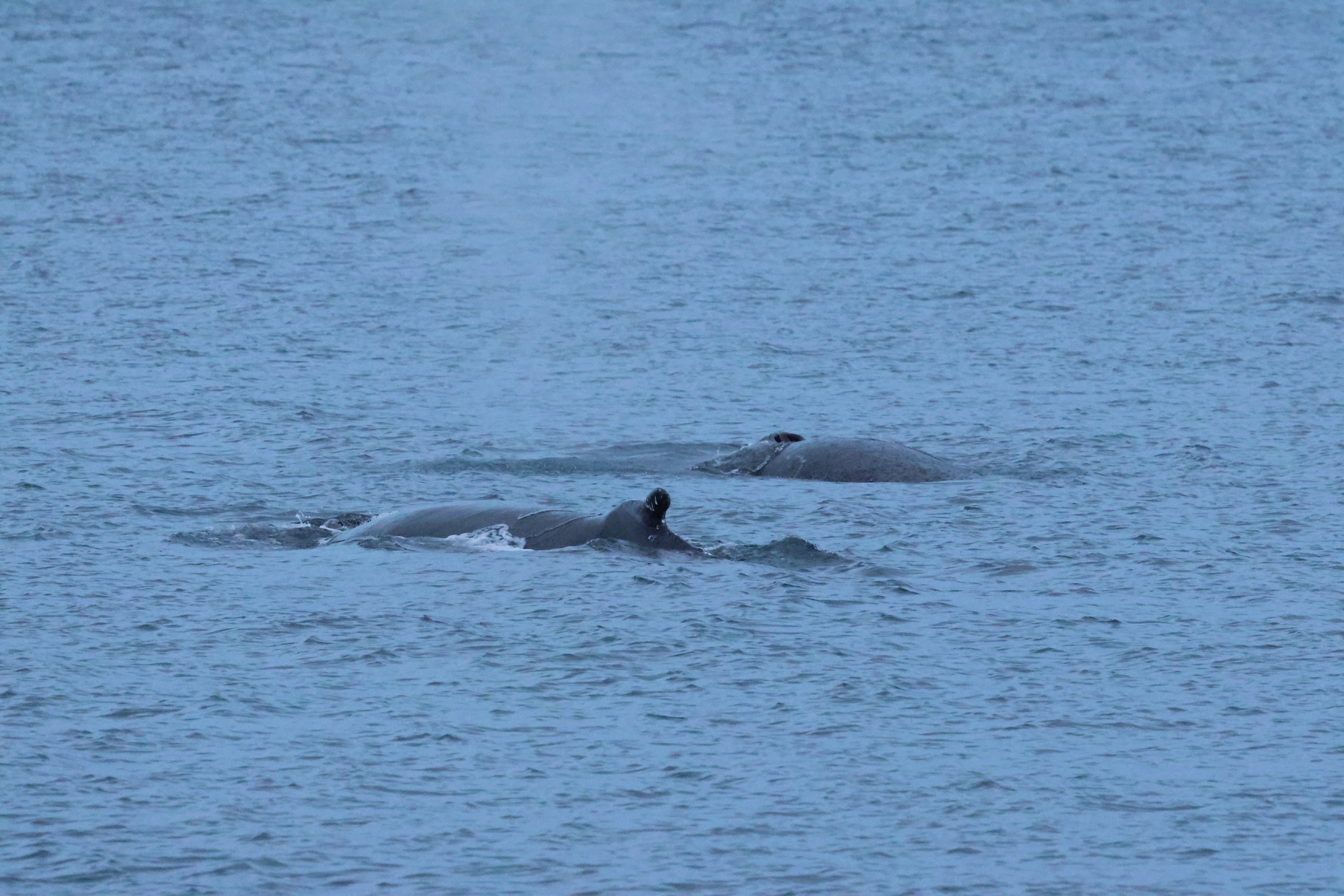 2026_01_08_1100_KON_GISELA (139).JPG