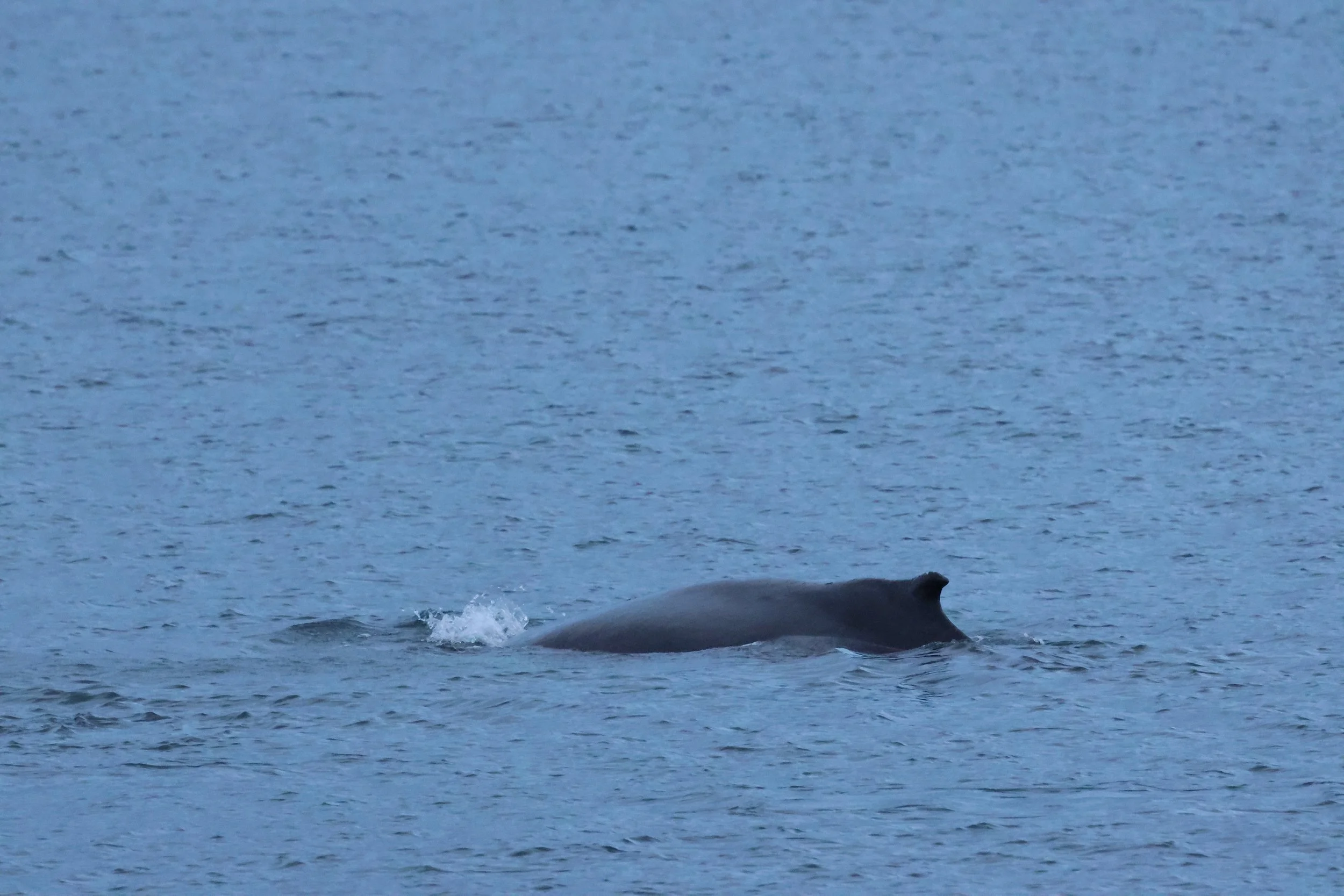 2026_01_08_1100_KON_GISELA (141).JPG