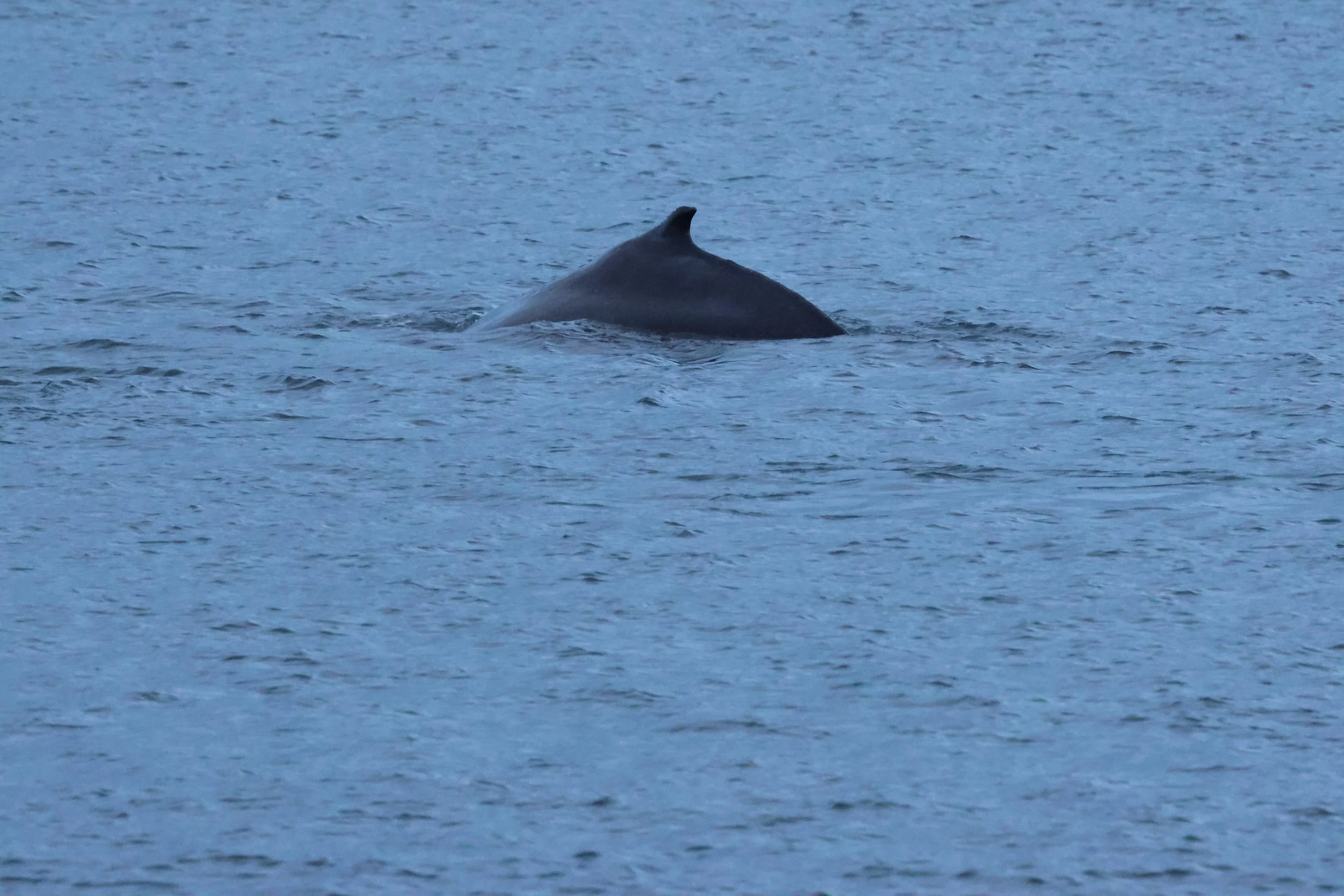 2026_01_08_1100_KON_GISELA (142).JPG