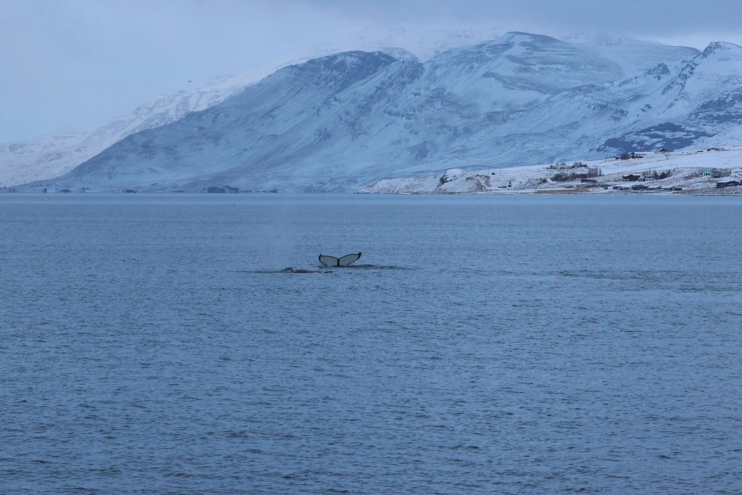 2026_01_08_1100_KON_GISELA (144).JPG