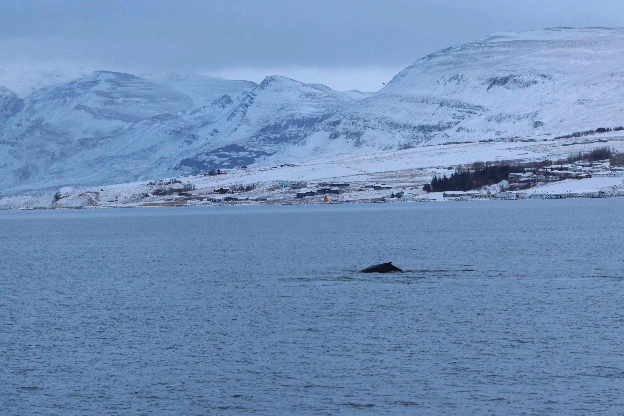 2026_01_08_1100_KON_GISELA (148).JPG