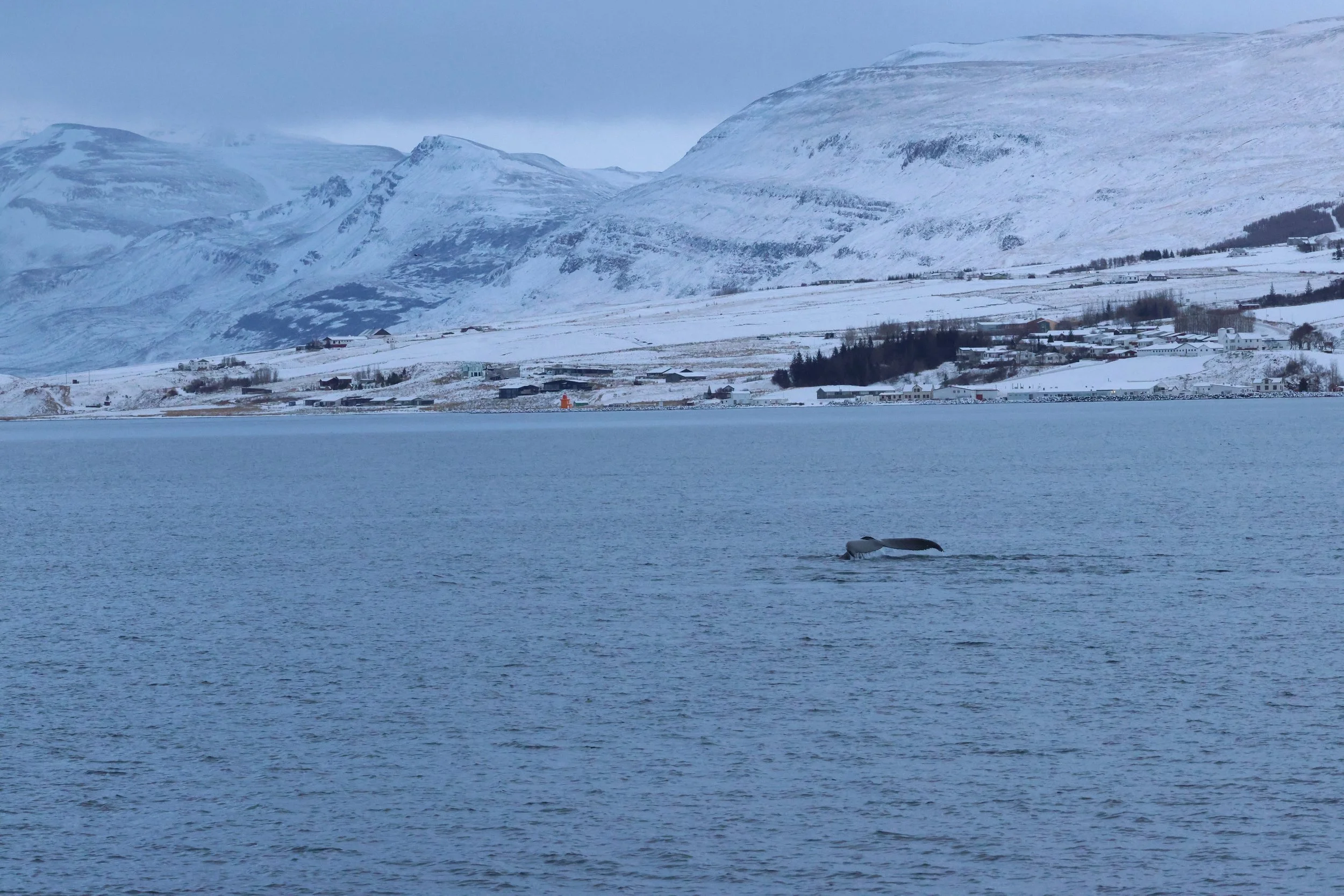 2026_01_08_1100_KON_GISELA (150).JPG