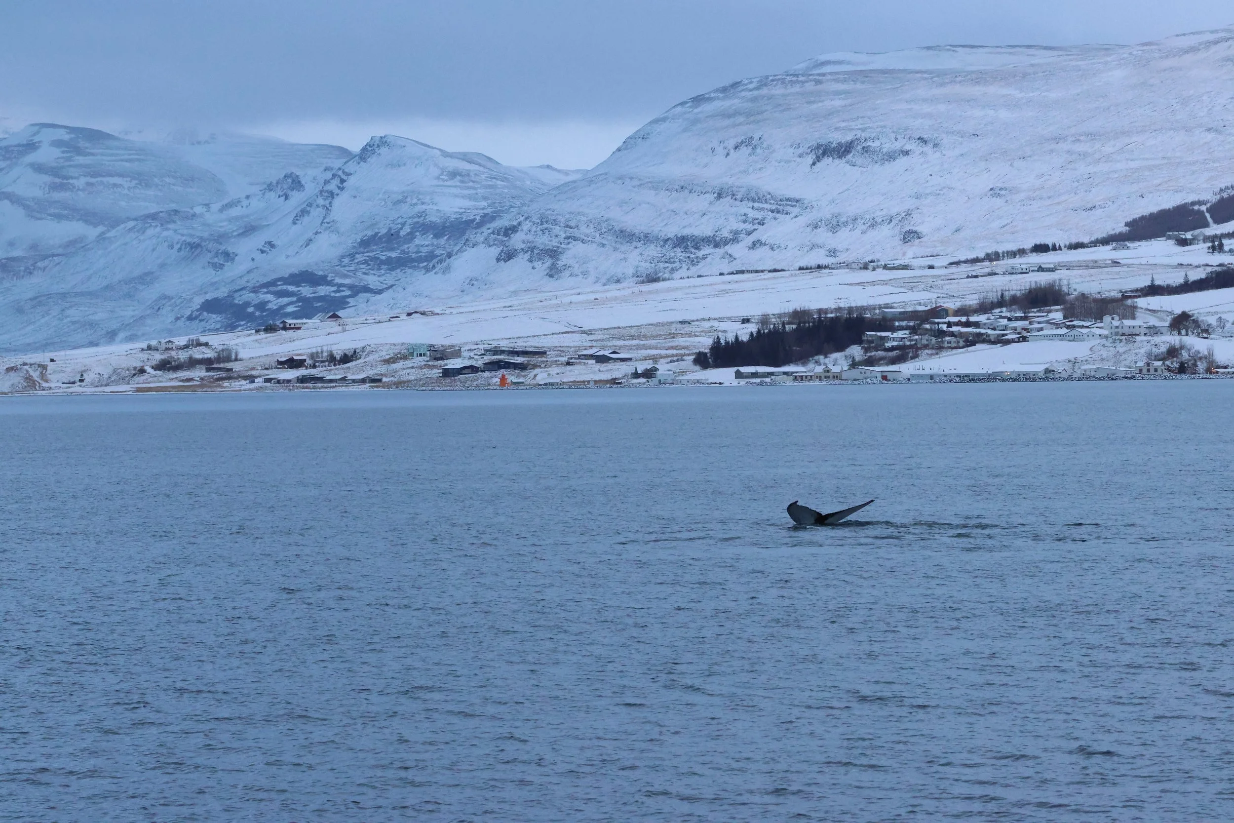 2026_01_08_1100_KON_GISELA (151).JPG