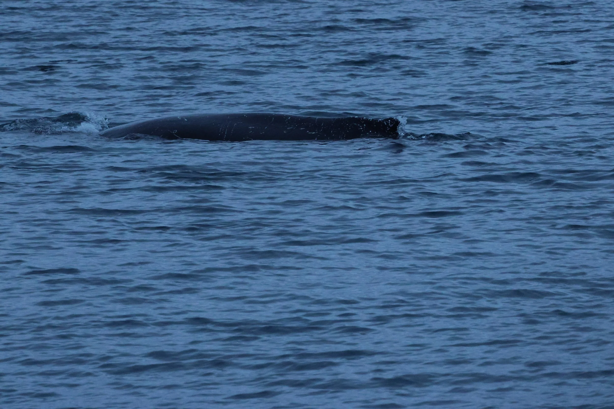 2026_01_08_1100_KON_GISELA (1).JPG