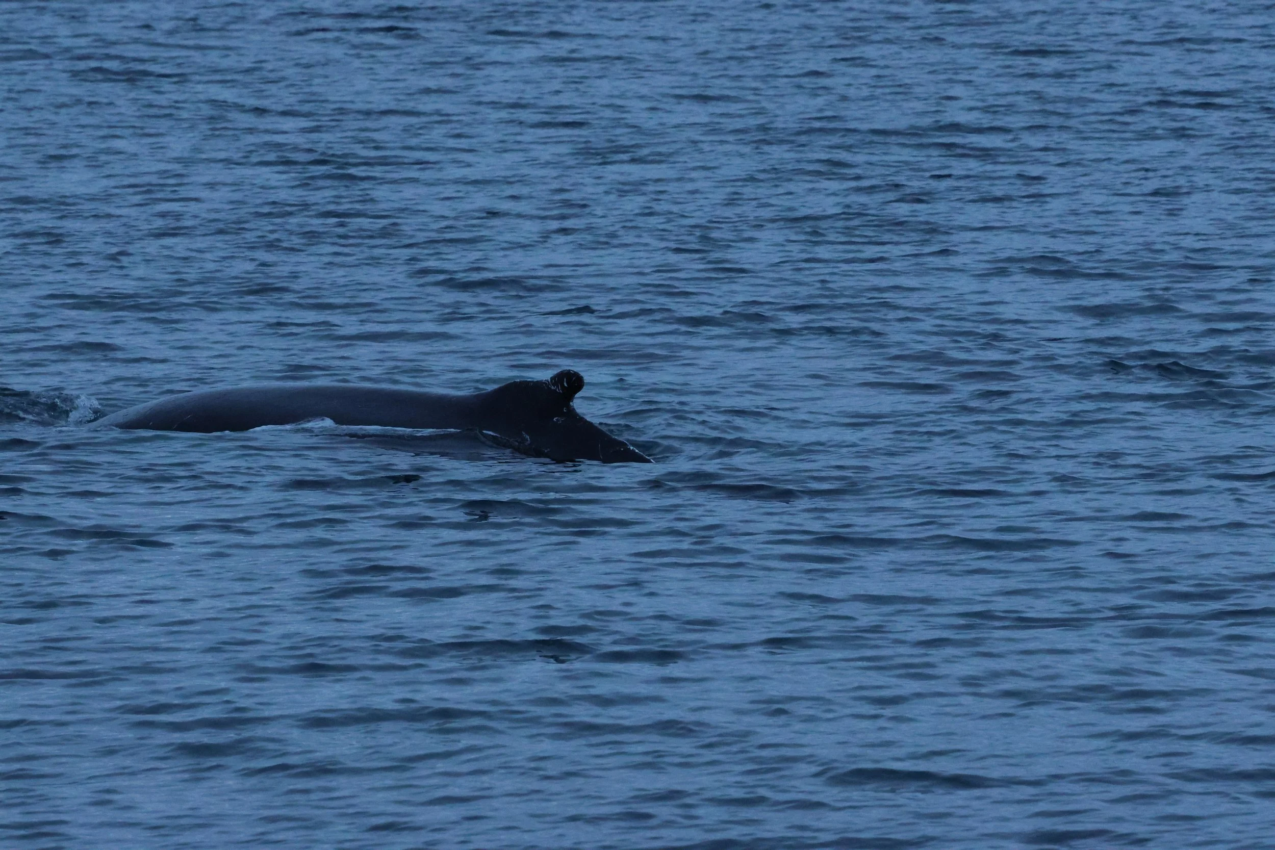 2026_01_08_1100_KON_GISELA (2).JPG