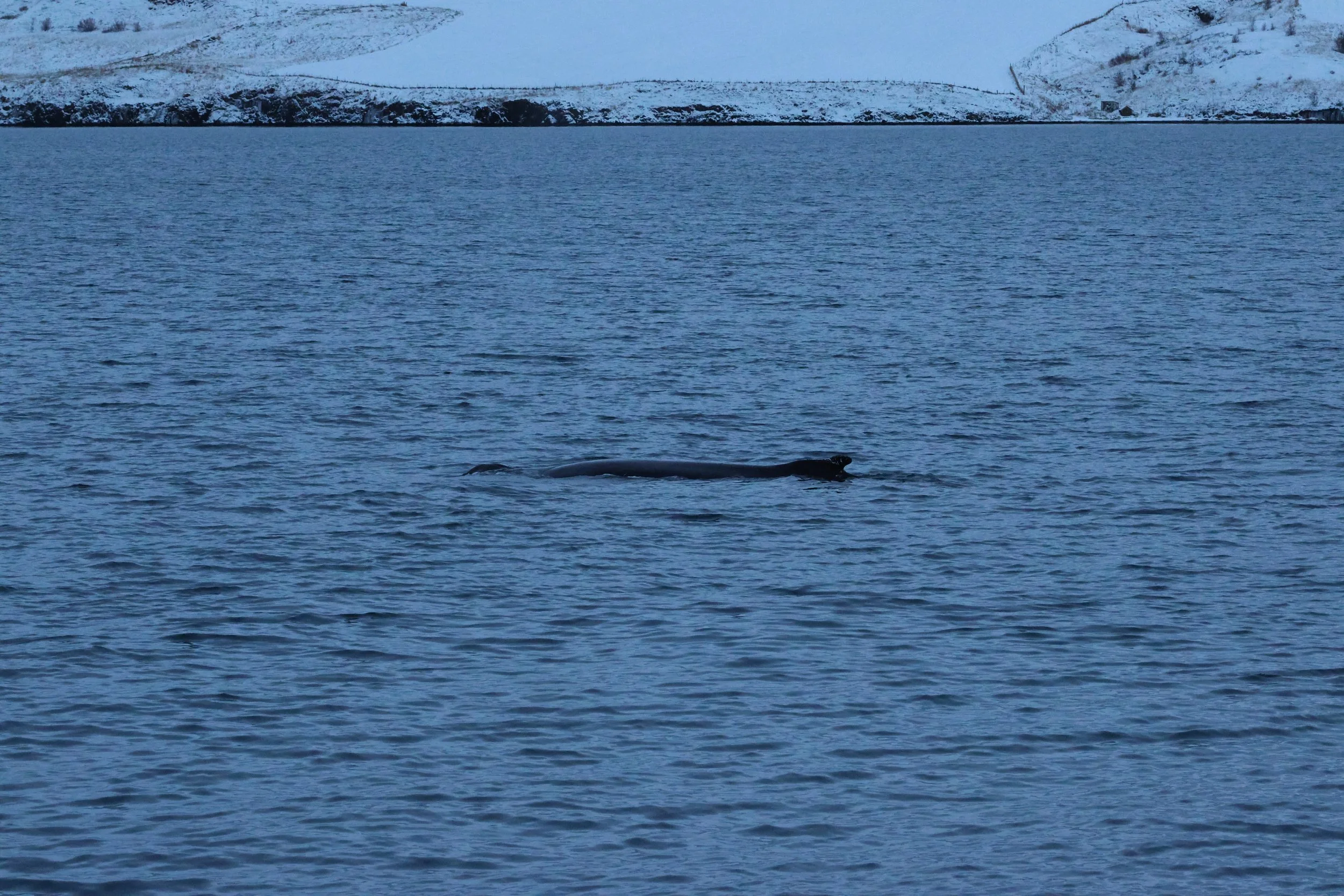 2026_01_08_1100_KON_GISELA (3).JPG