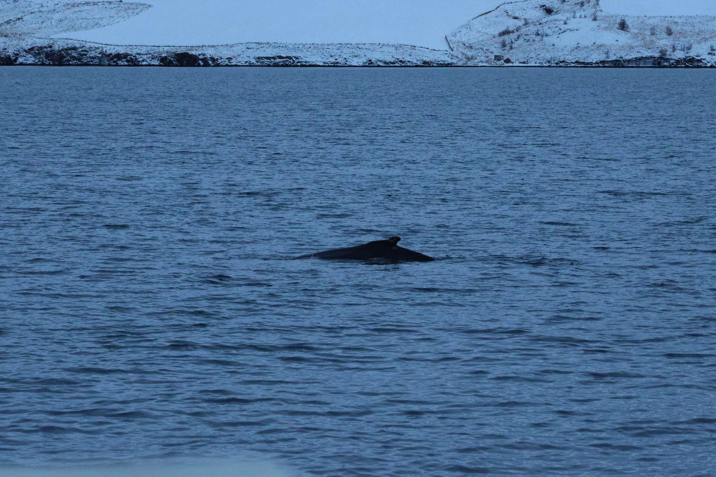 2026_01_08_1100_KON_GISELA (4).JPG