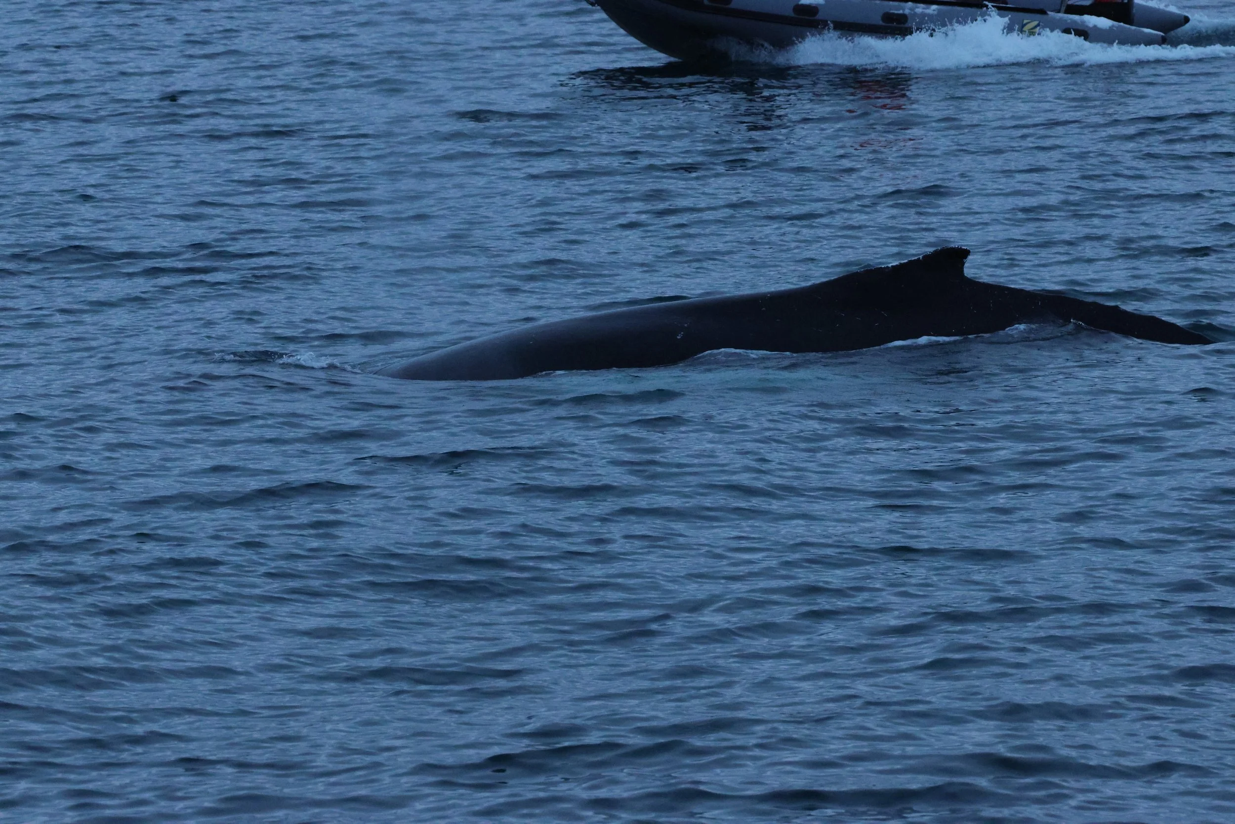 2026_01_08_1100_KON_GISELA (5).JPG