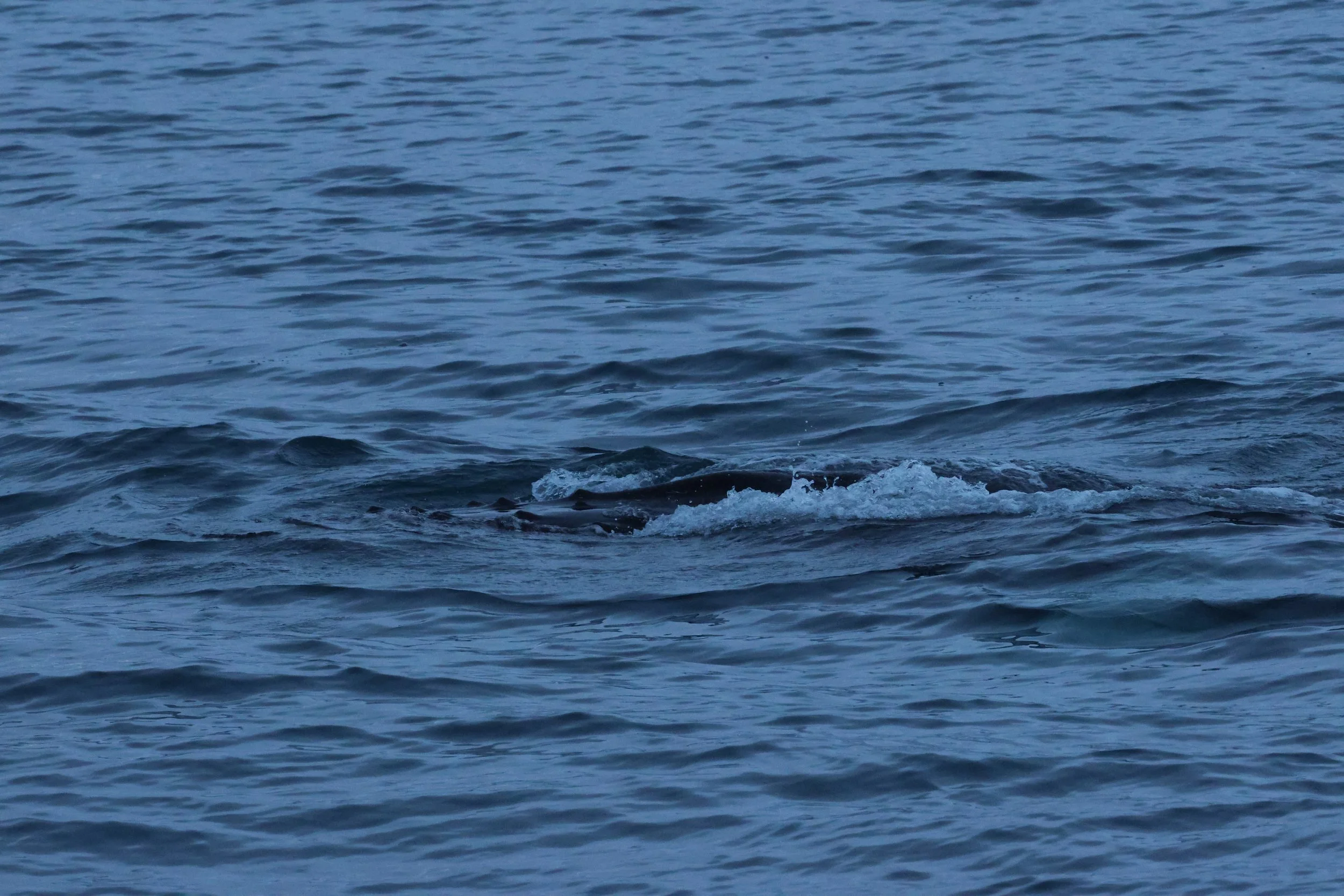 2026_01_08_1100_KON_GISELA (7).JPG