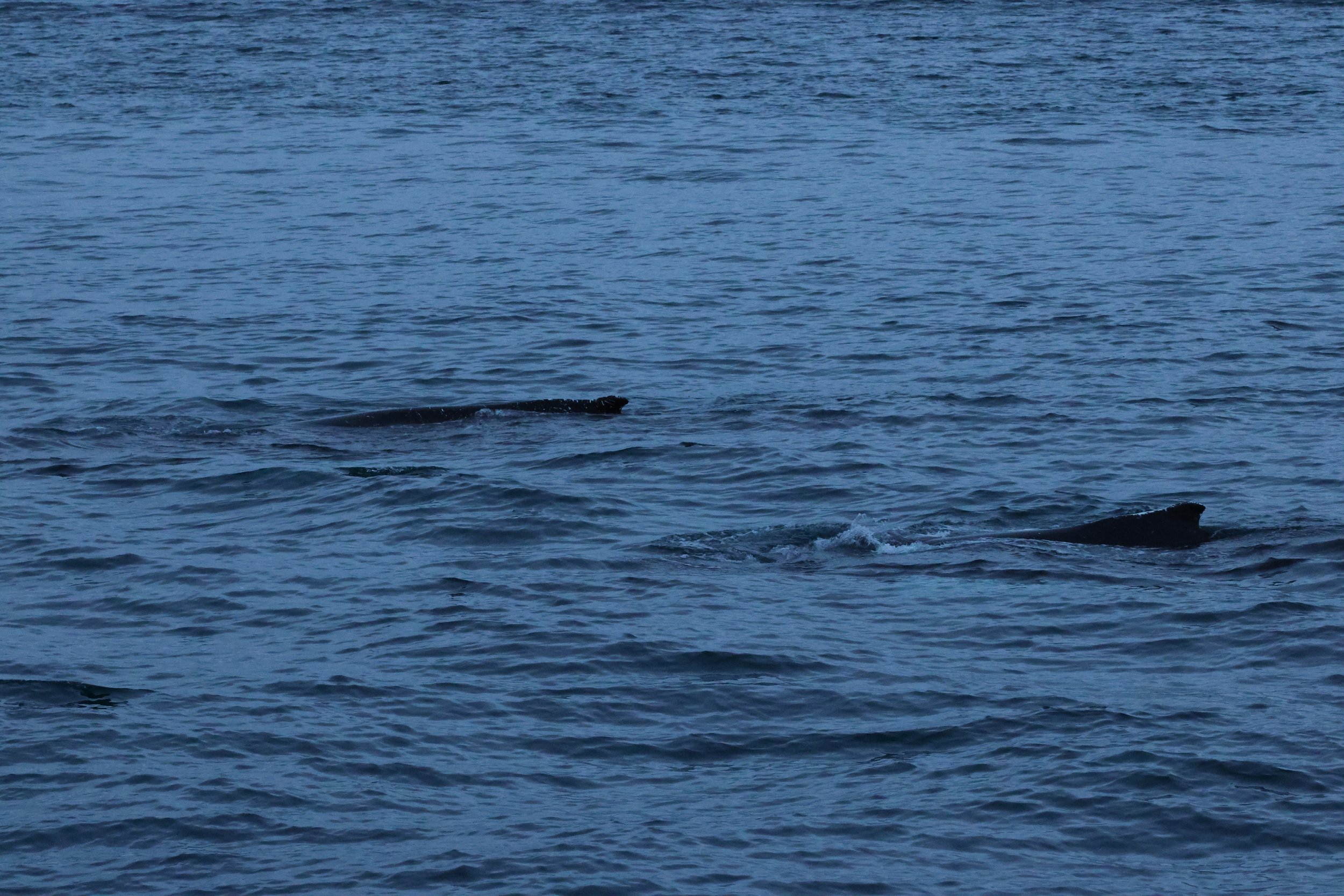 2026_01_08_1100_KON_GISELA (8).JPG