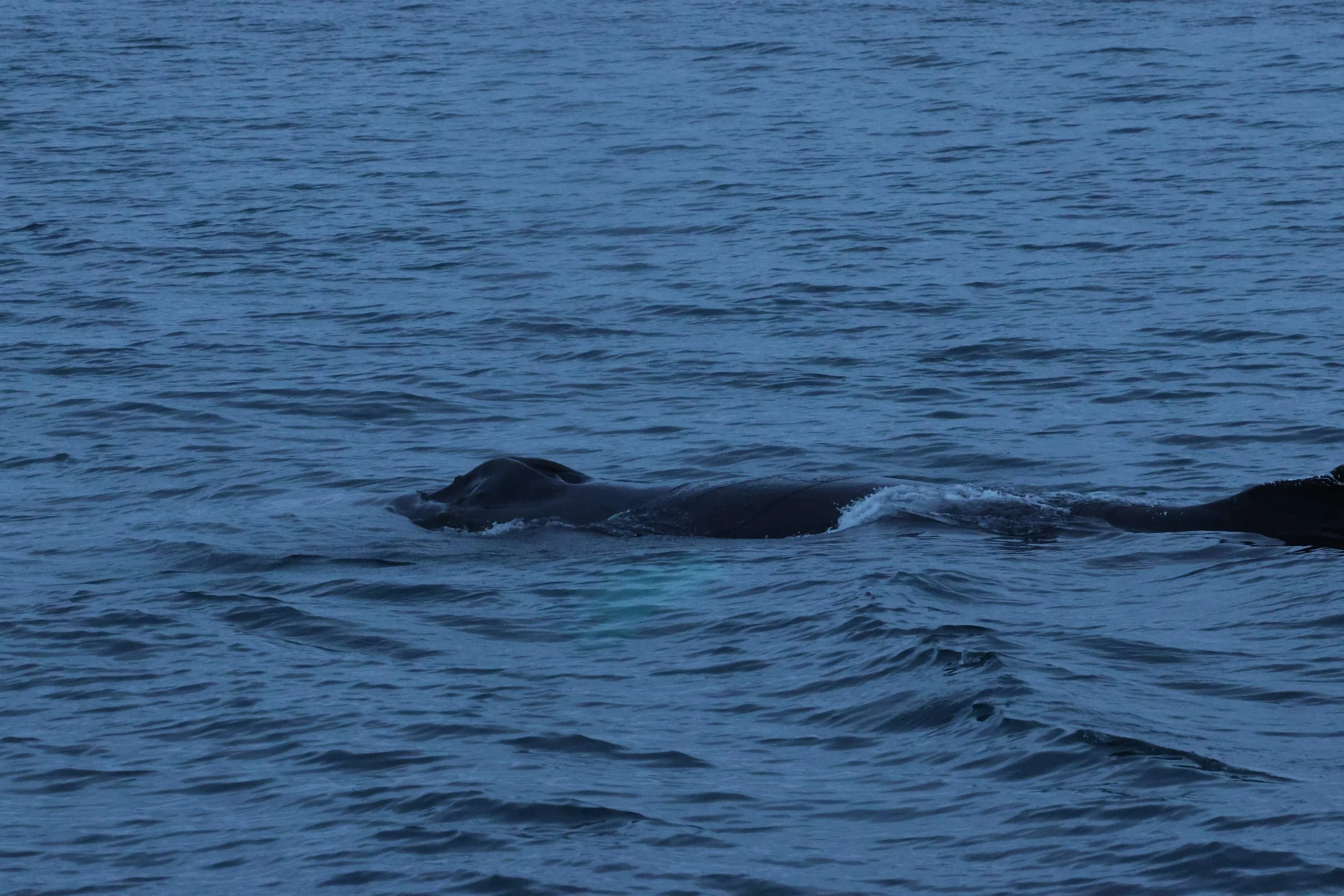 2026_01_08_1100_KON_GISELA (9).JPG