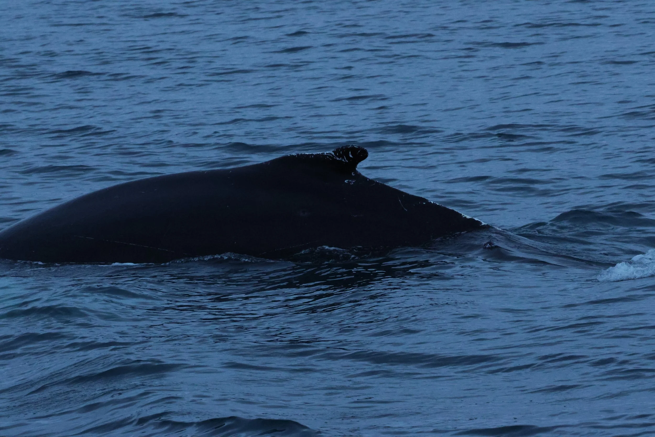 2026_01_08_1100_KON_GISELA (10).JPG